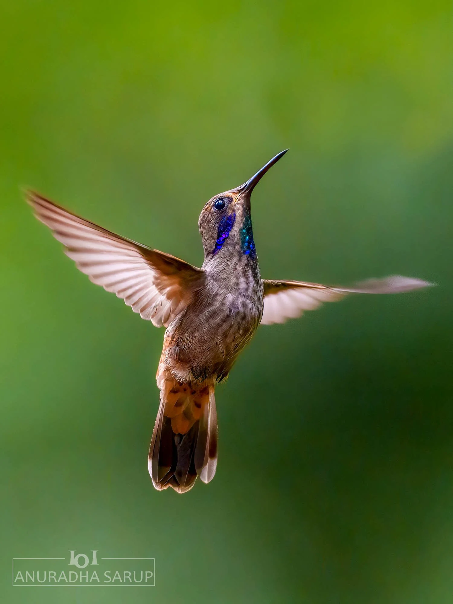 Brown violetear