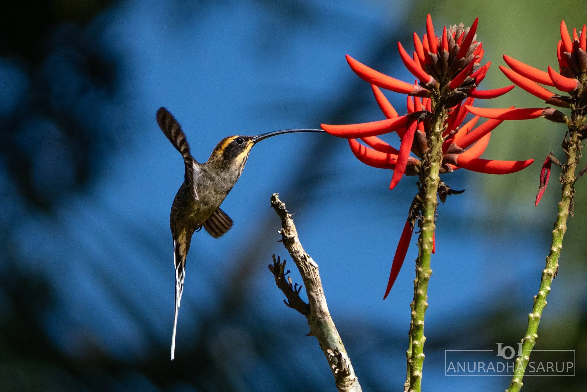 Scale-throated hermit