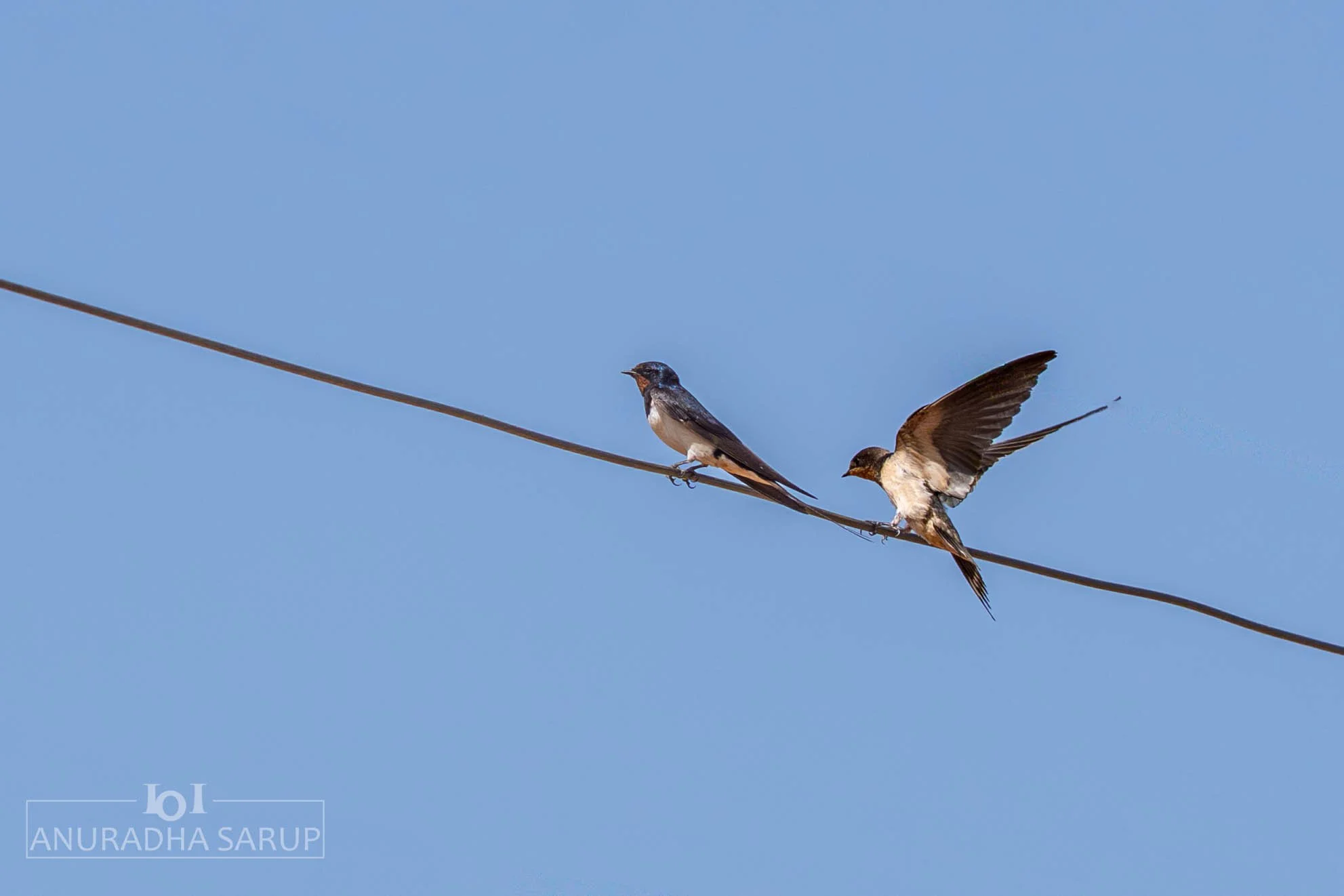 Barn swallow