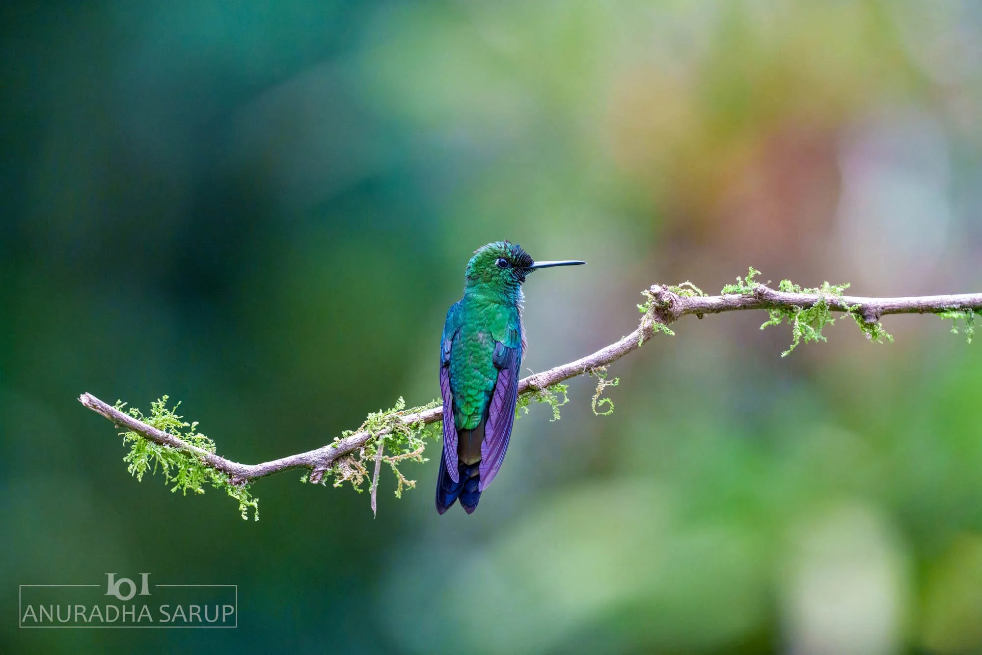 Green-crowned Brilliant