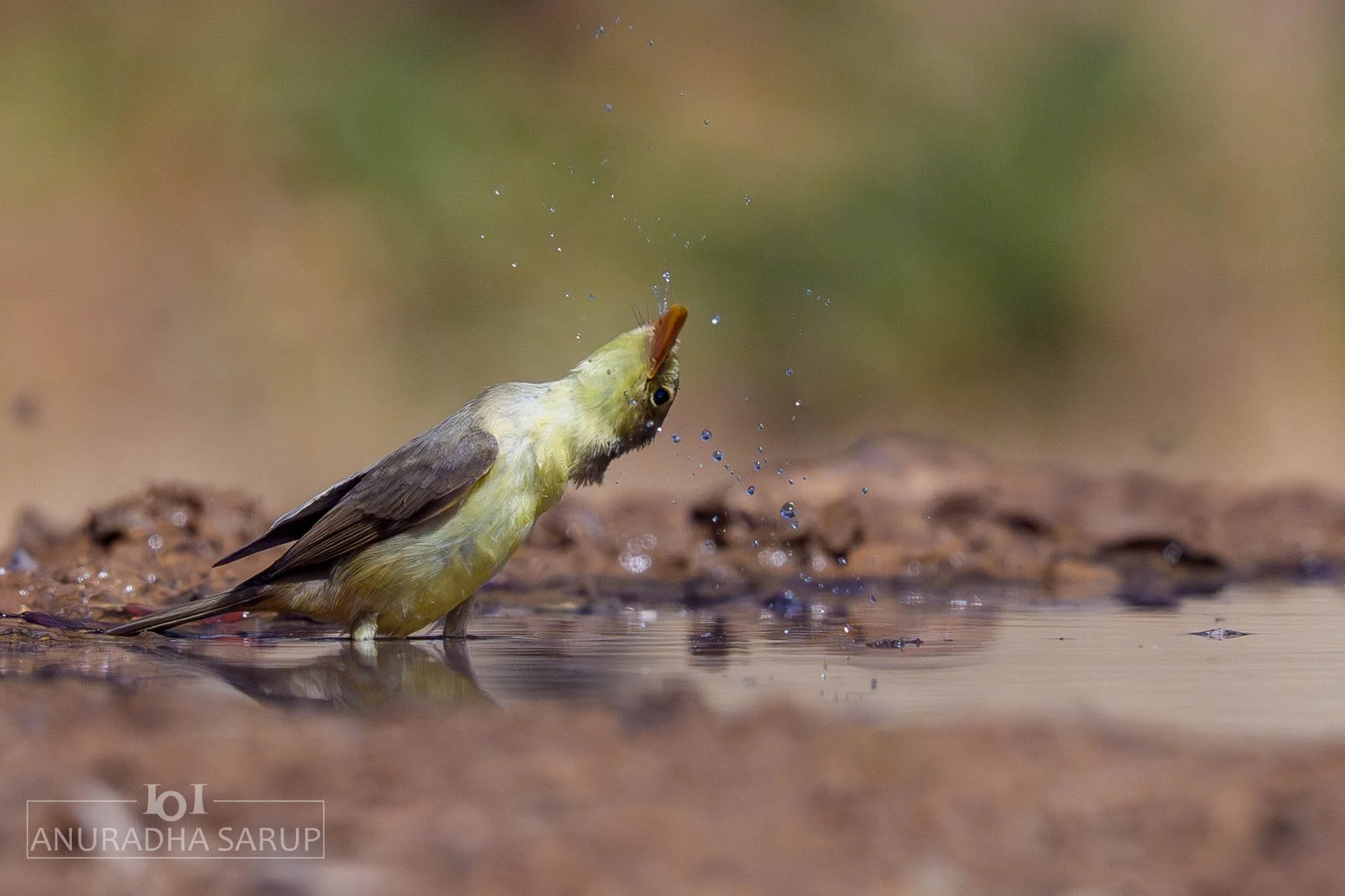 Melodious Warbler