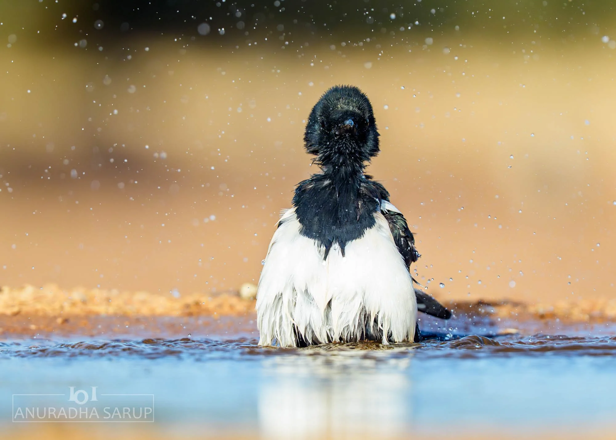Eurasian magpie