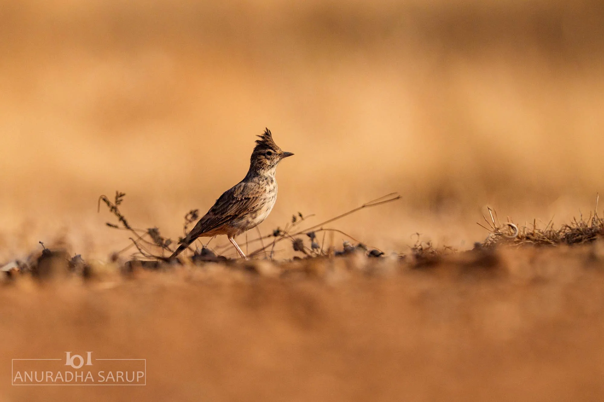 Crested Lark