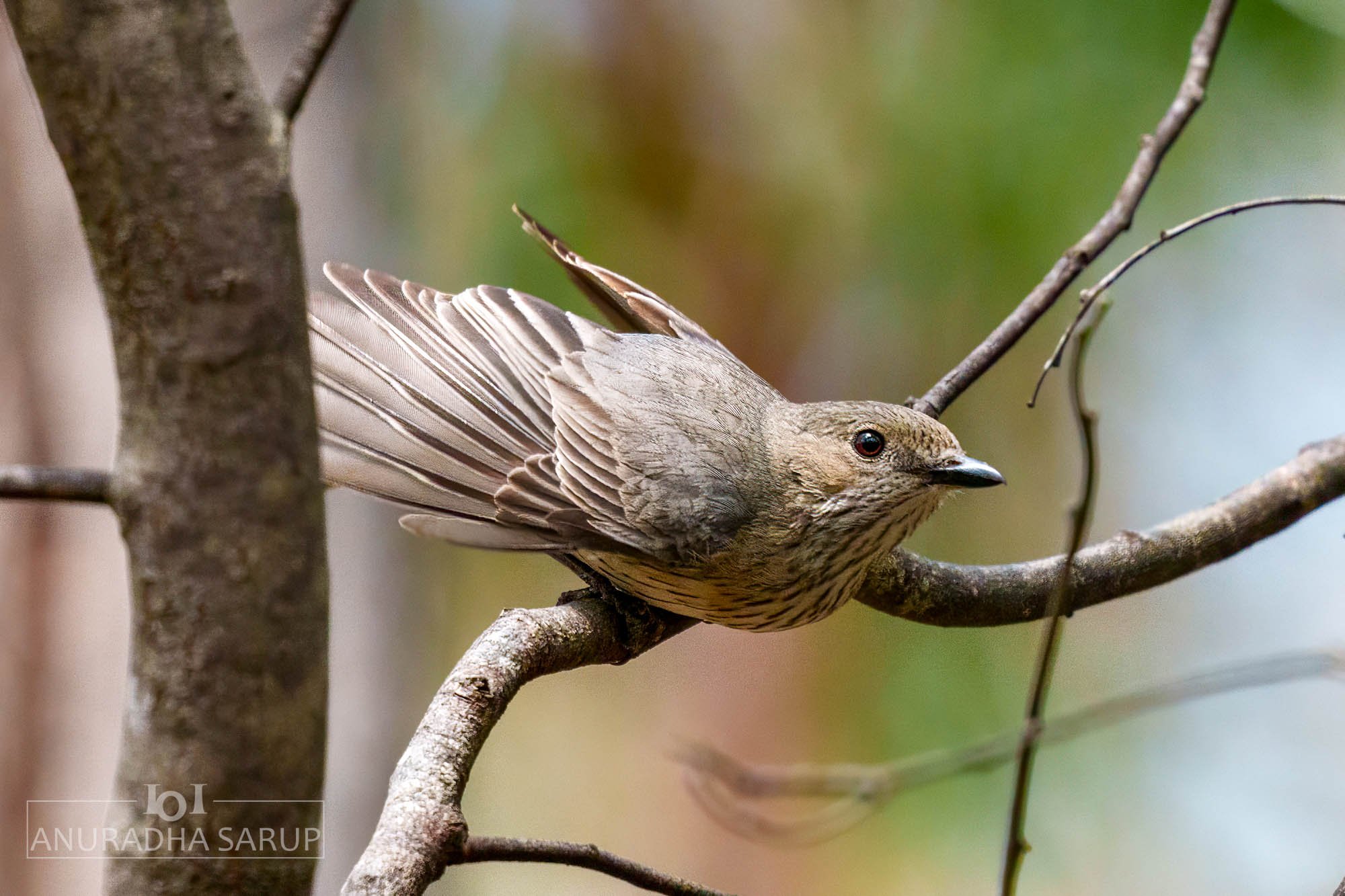 Rufous whistler (female)