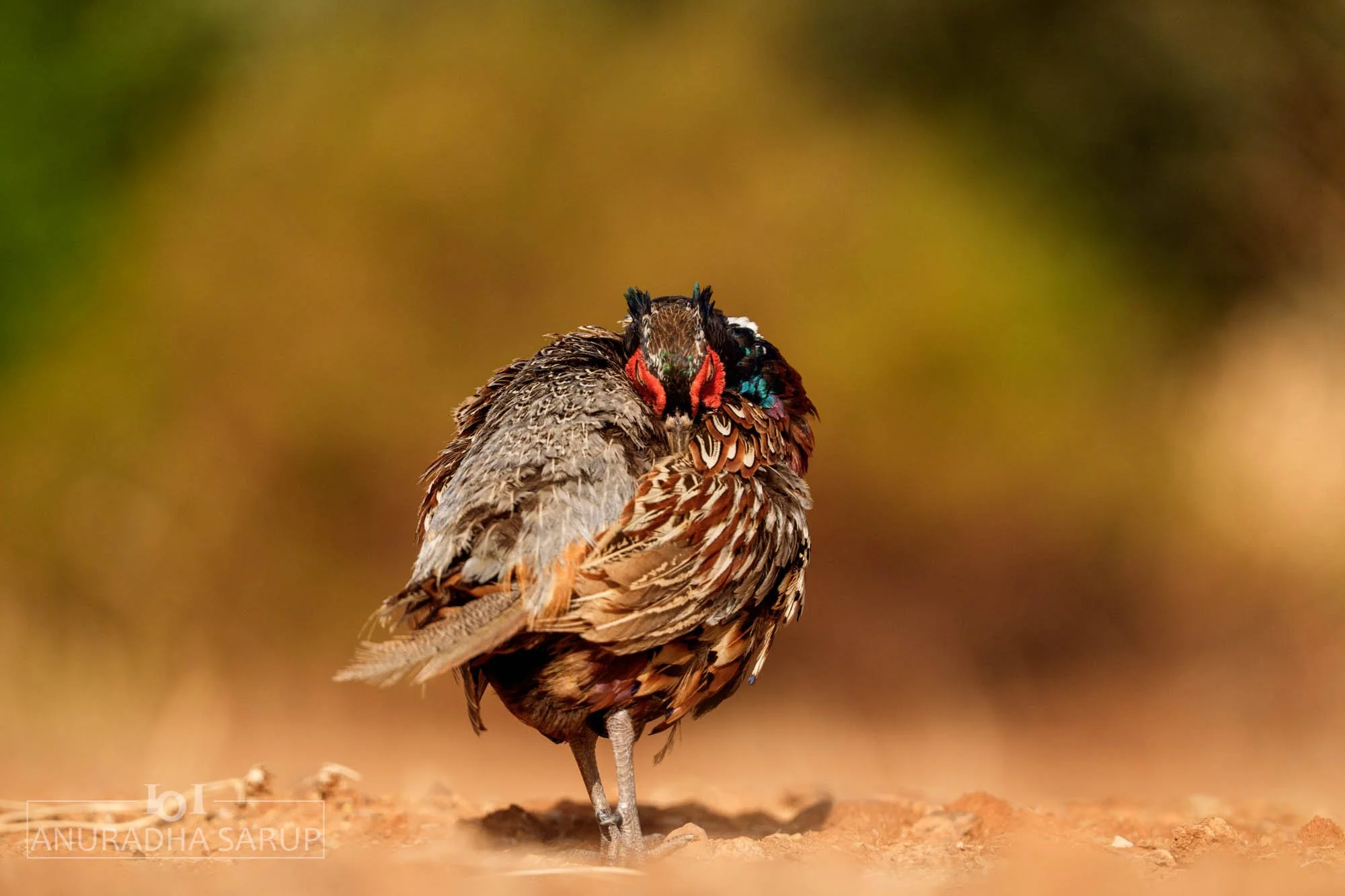 Ring-necked Pheasant