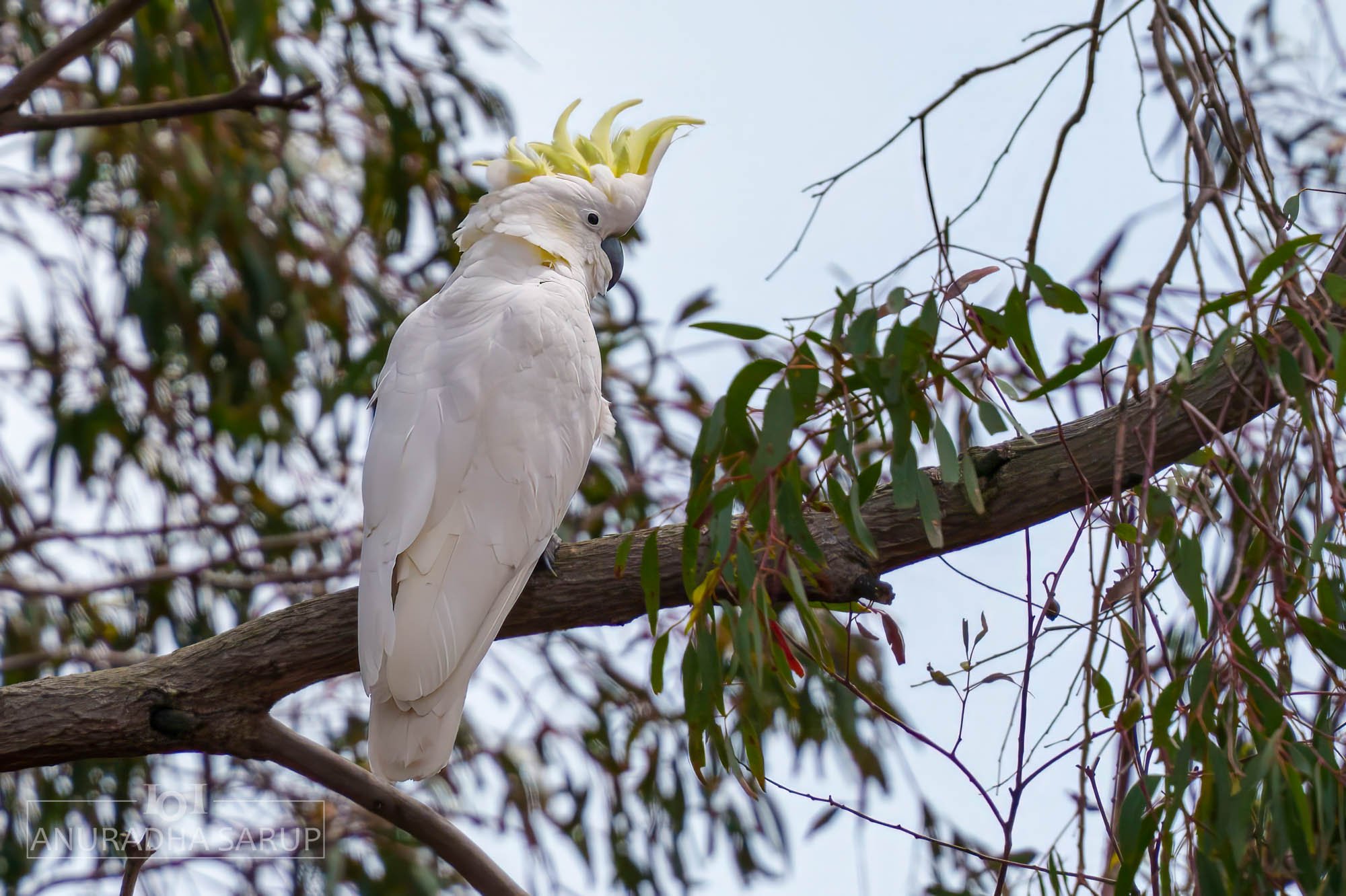 Sulphur-crested cockatoo