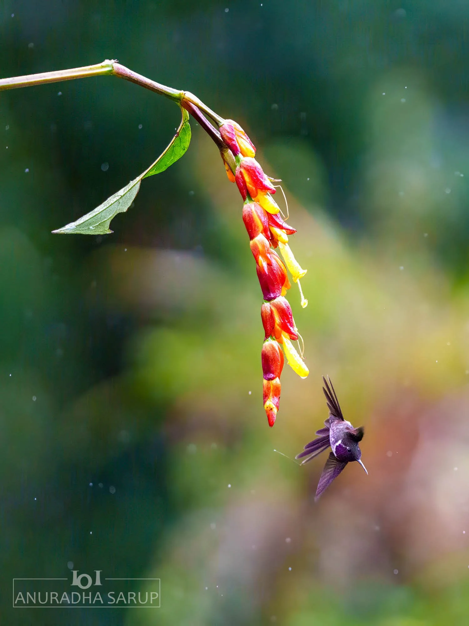 Purple-throated woodstar