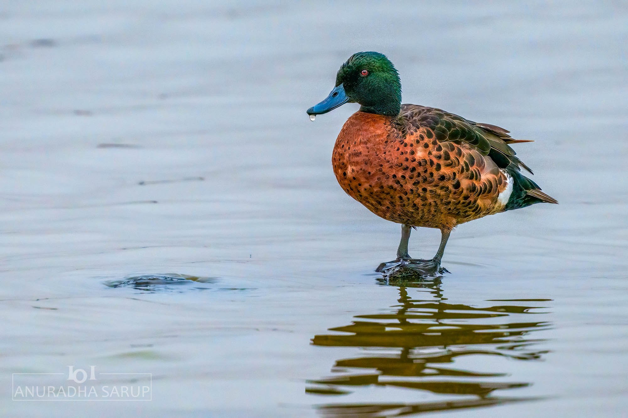 Chestnut teal