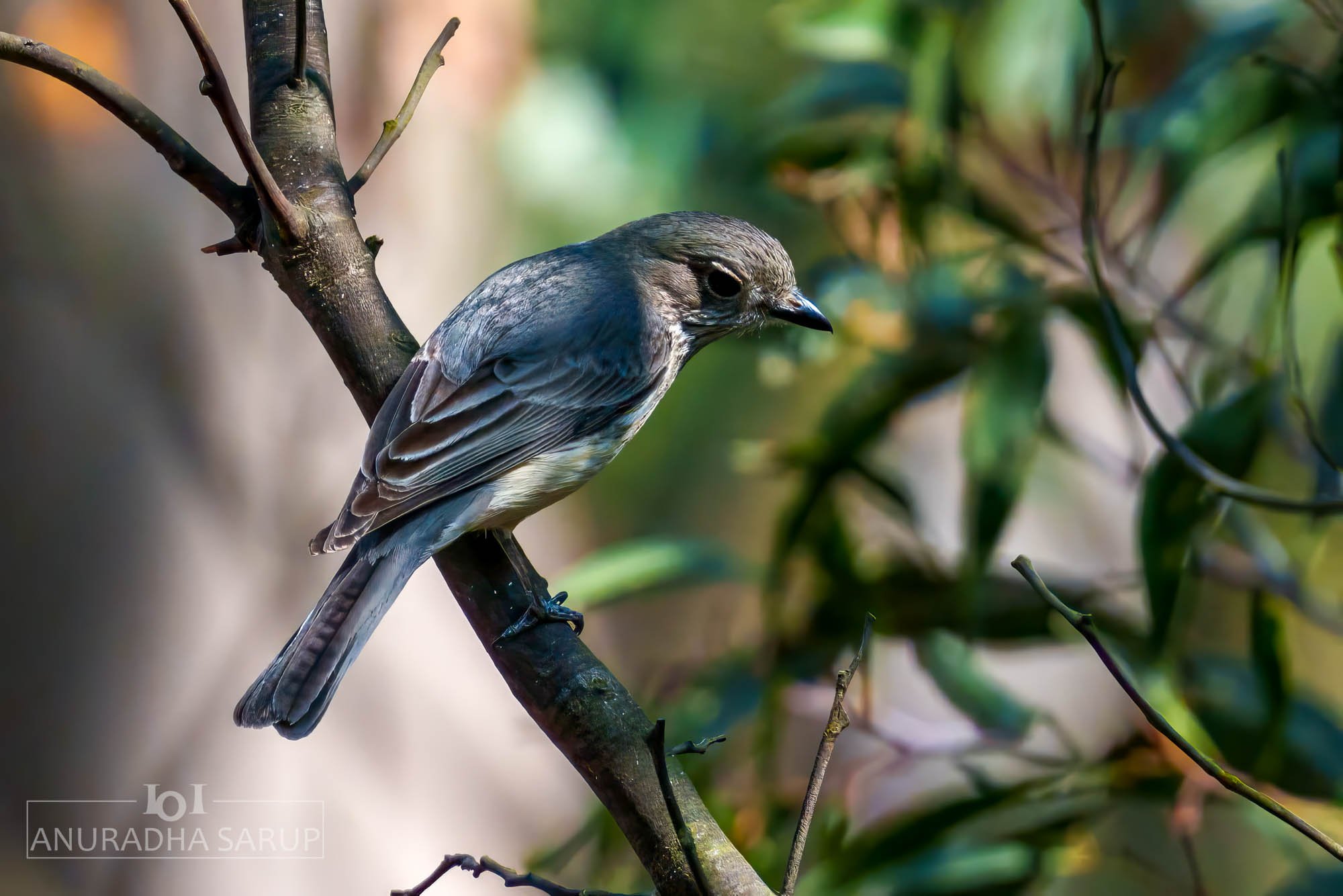 Rufous whistler