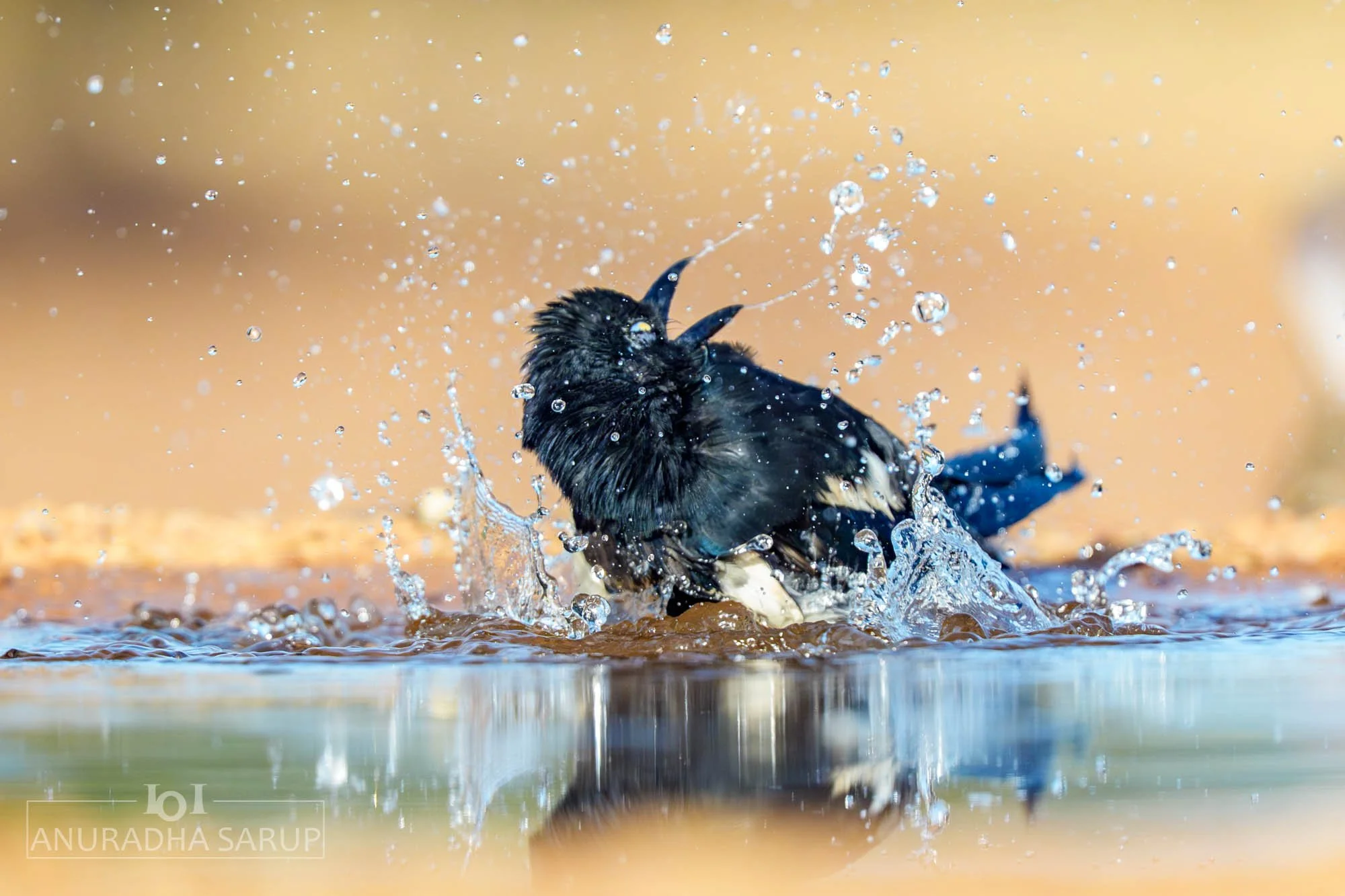 Eurasian magpie