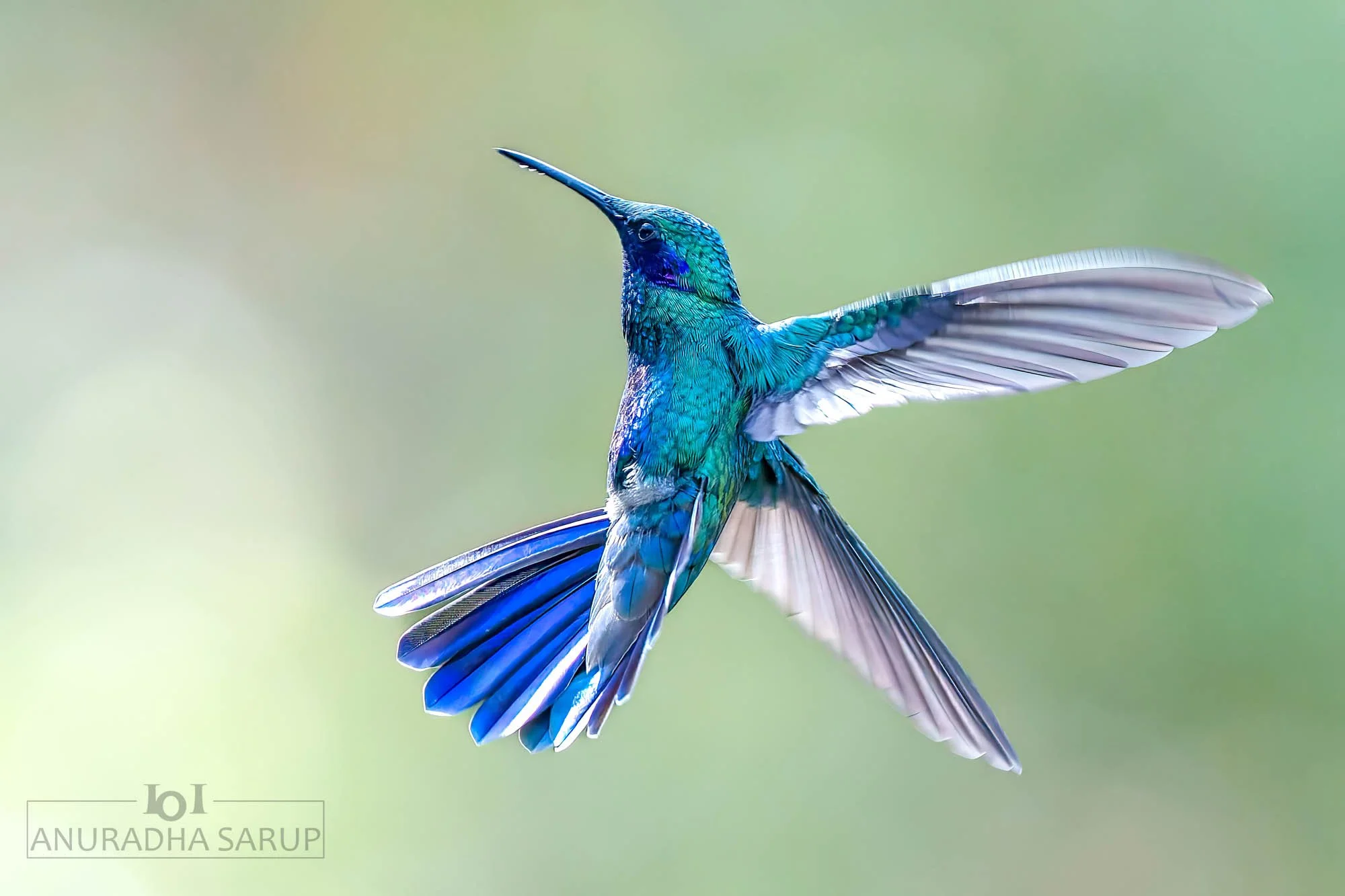 Sparkling violetear