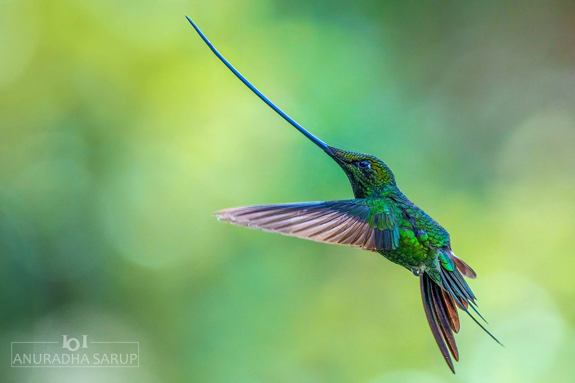 Sword-billed Hummingbird