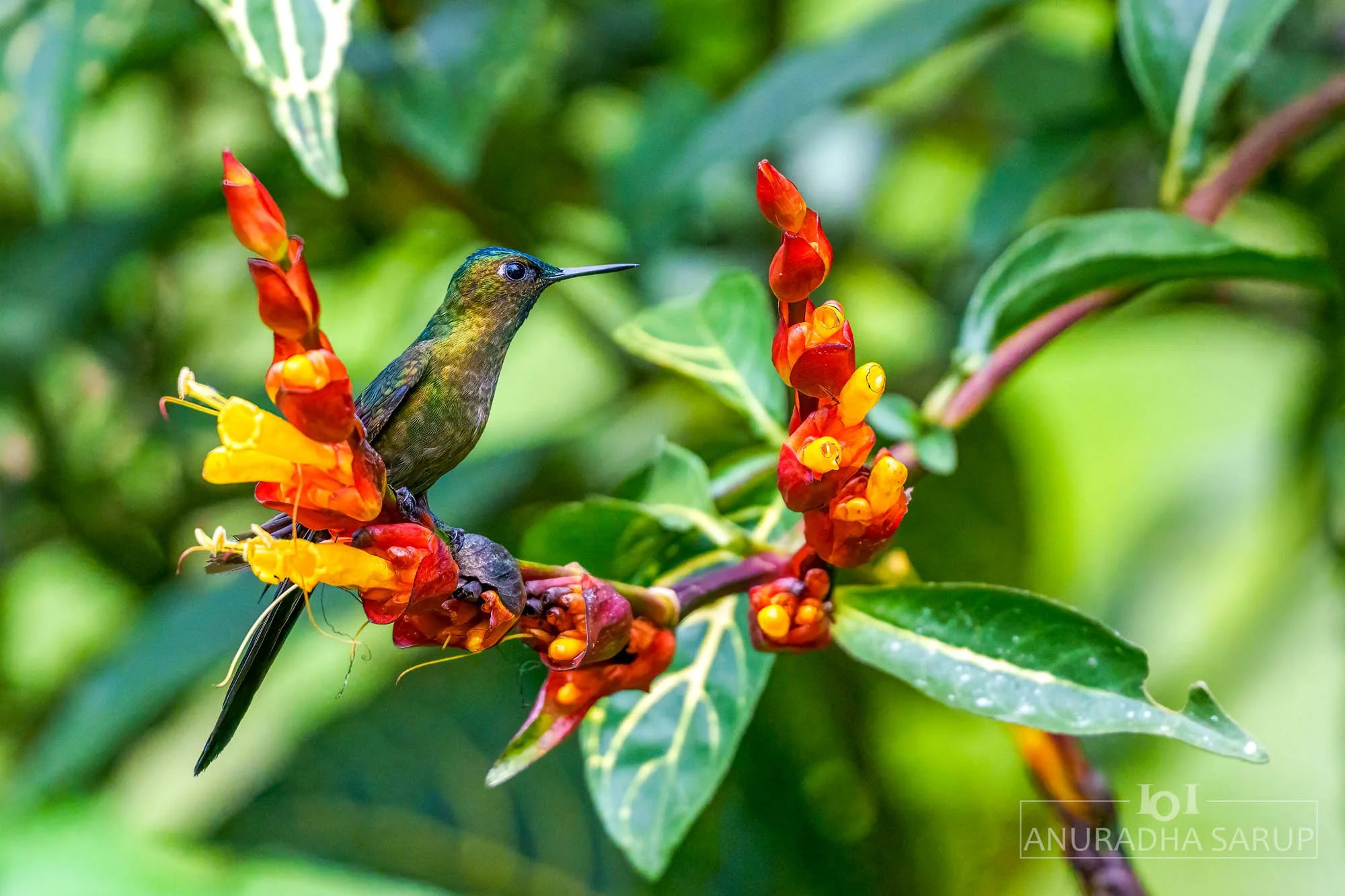 Violet-tailed sylph