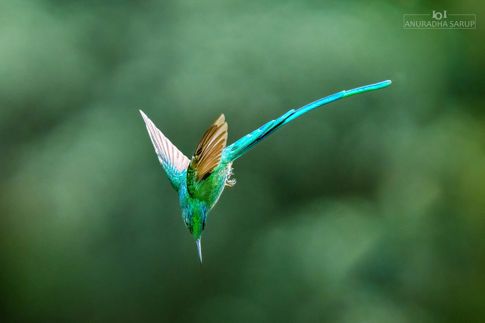 Long-tailed sylph