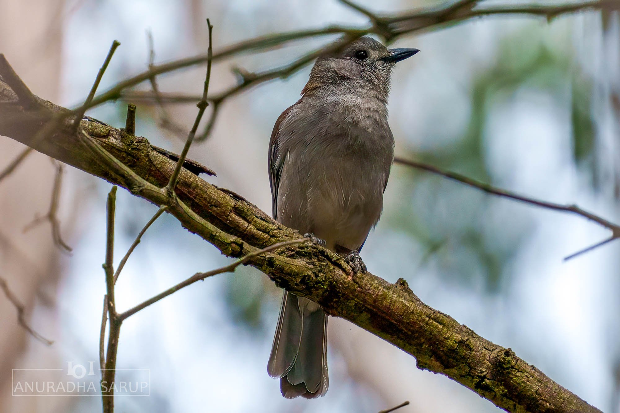 Grey shrikethrush