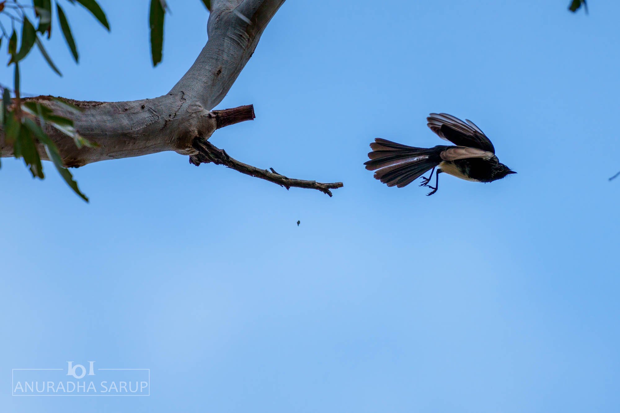 Willie wagtail