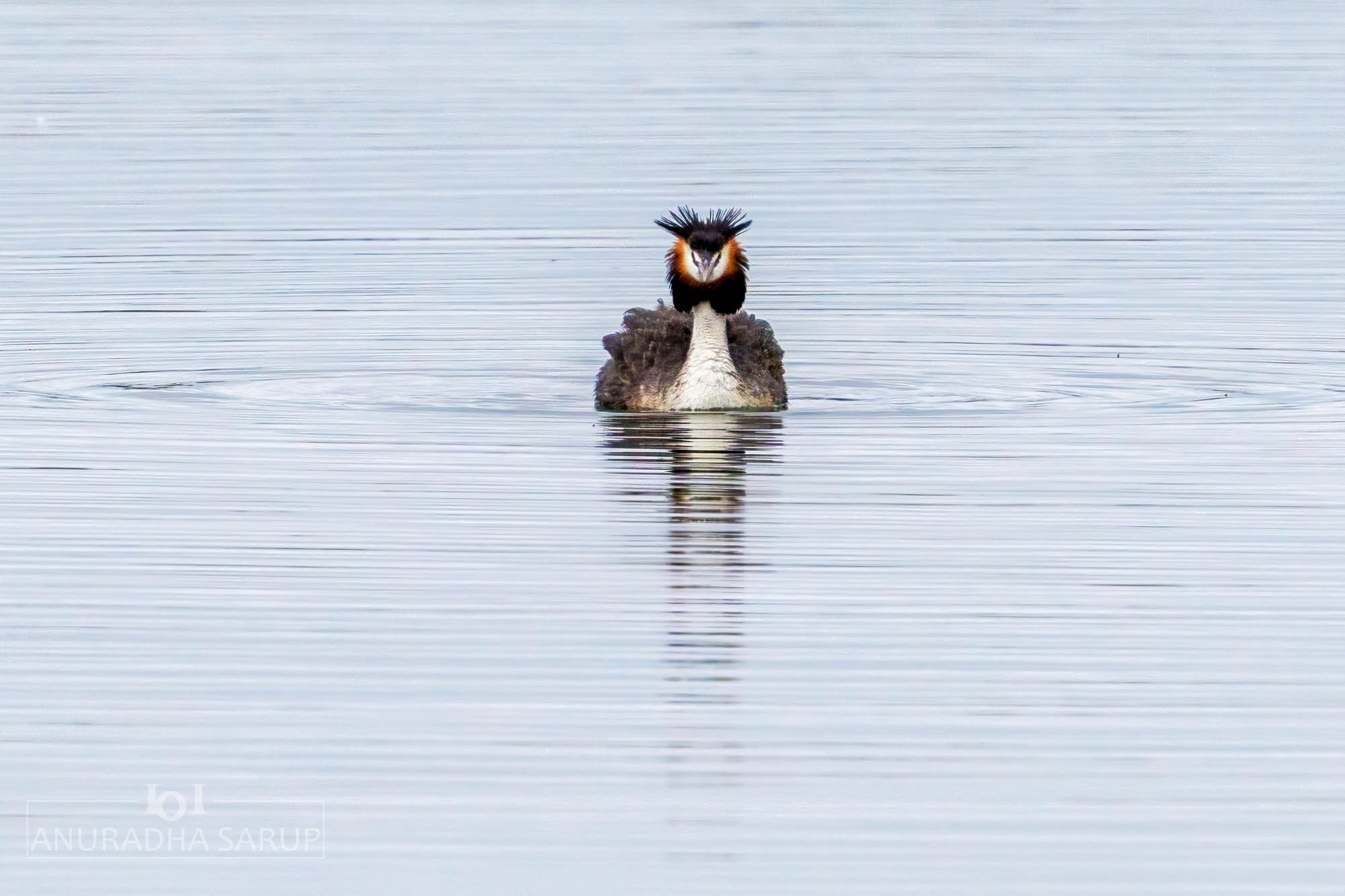 Great Crested Grebe