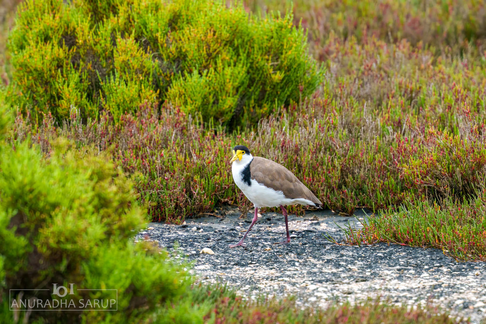 Masked lapwing