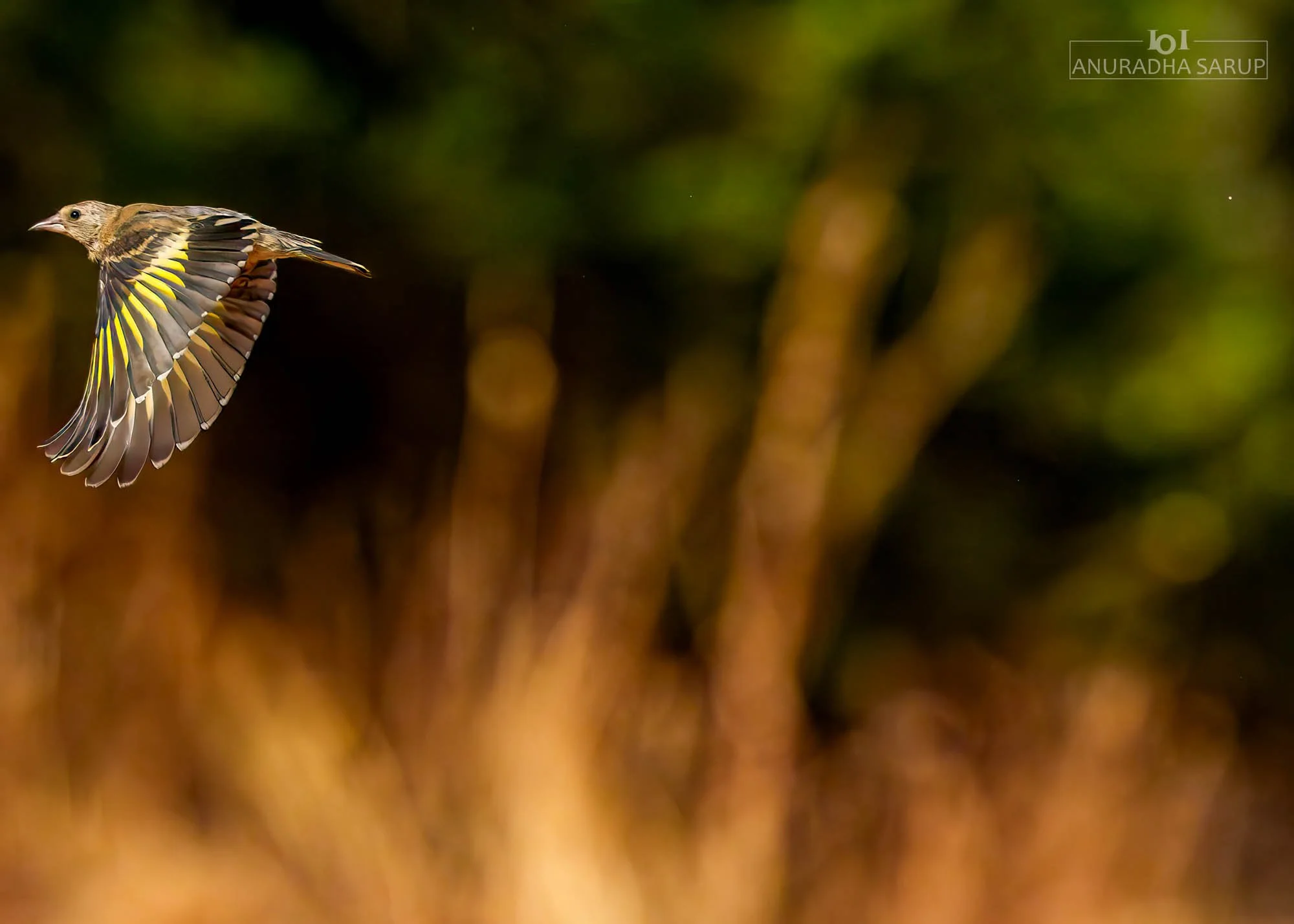 European goldfinch