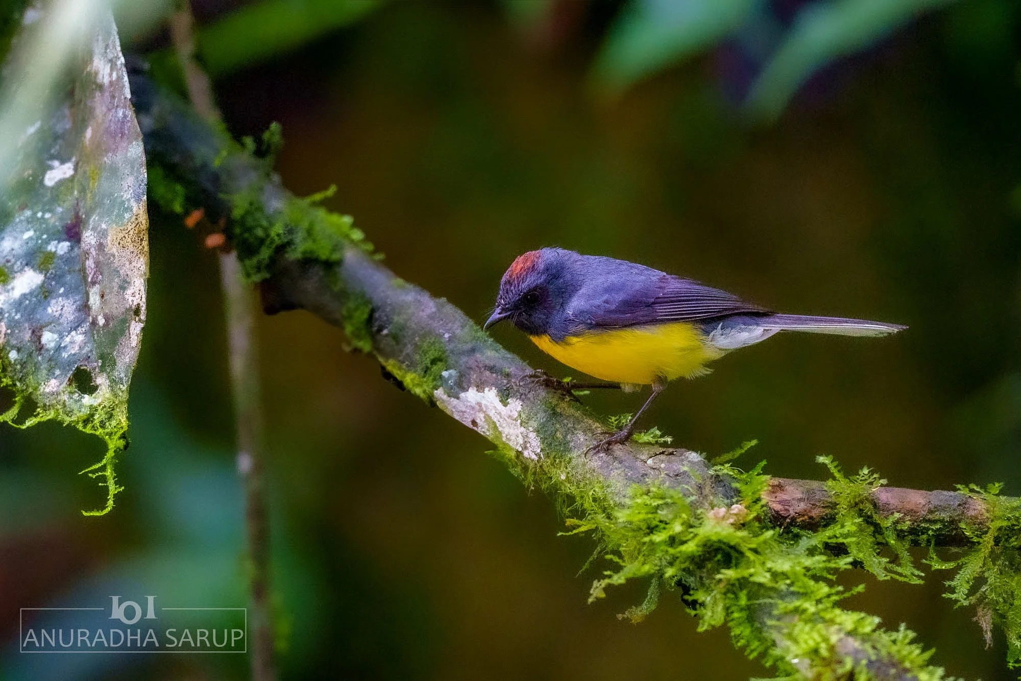 Slate-throated Redstart