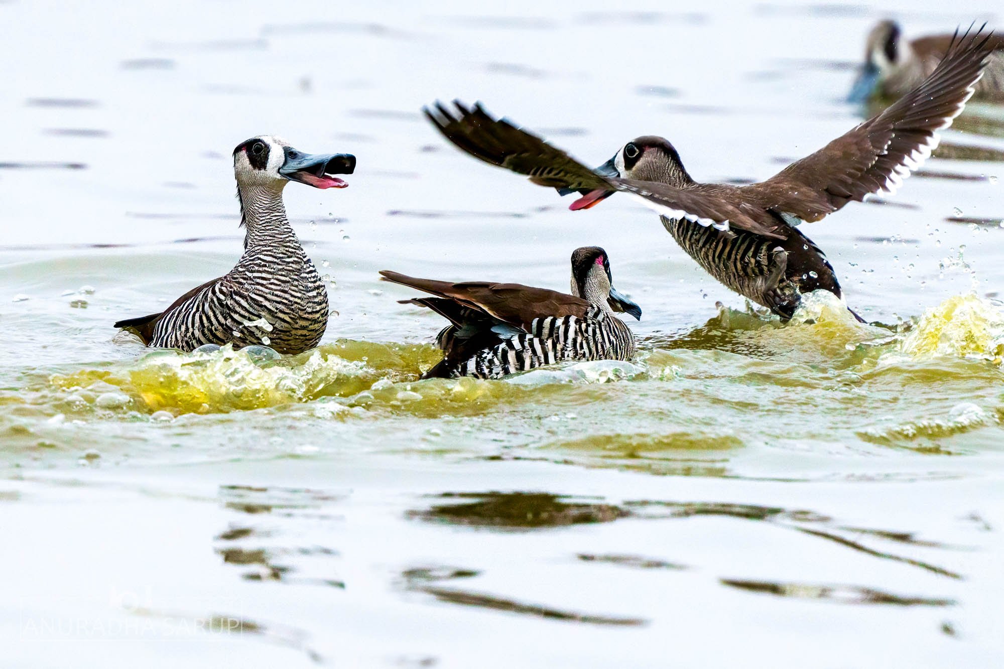 Pink-eared duck