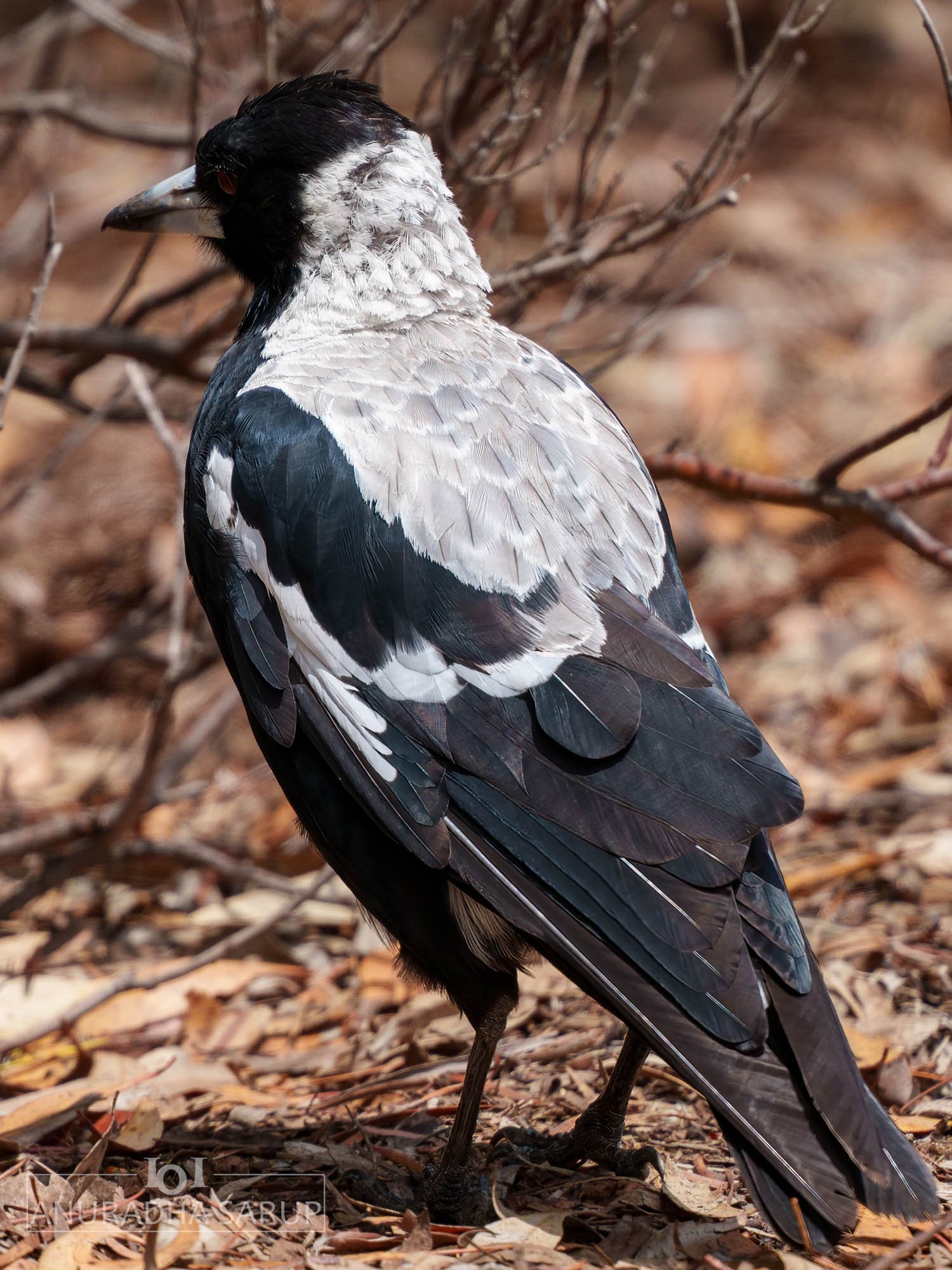 Australian magpie