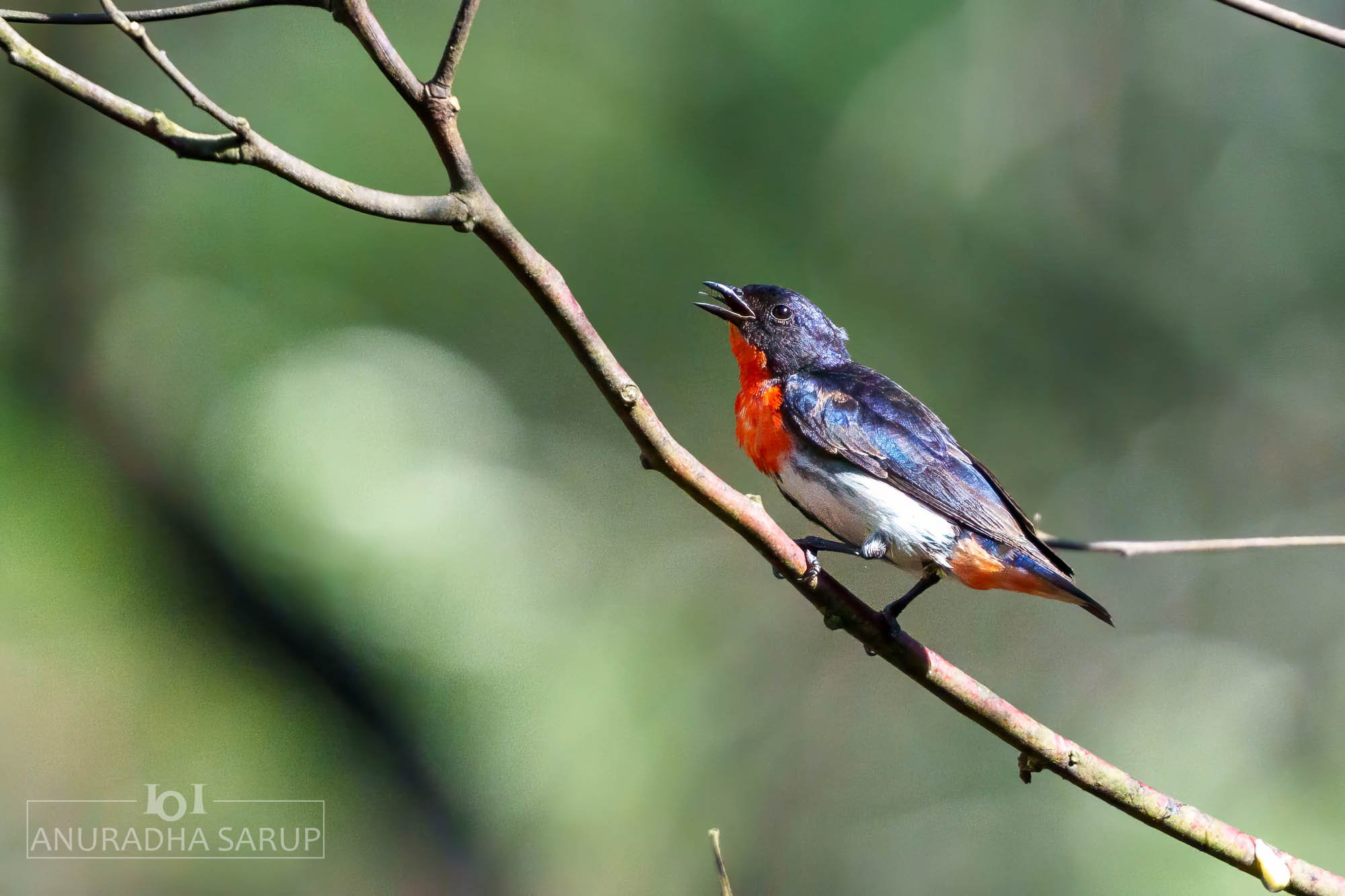 Mistletoebird