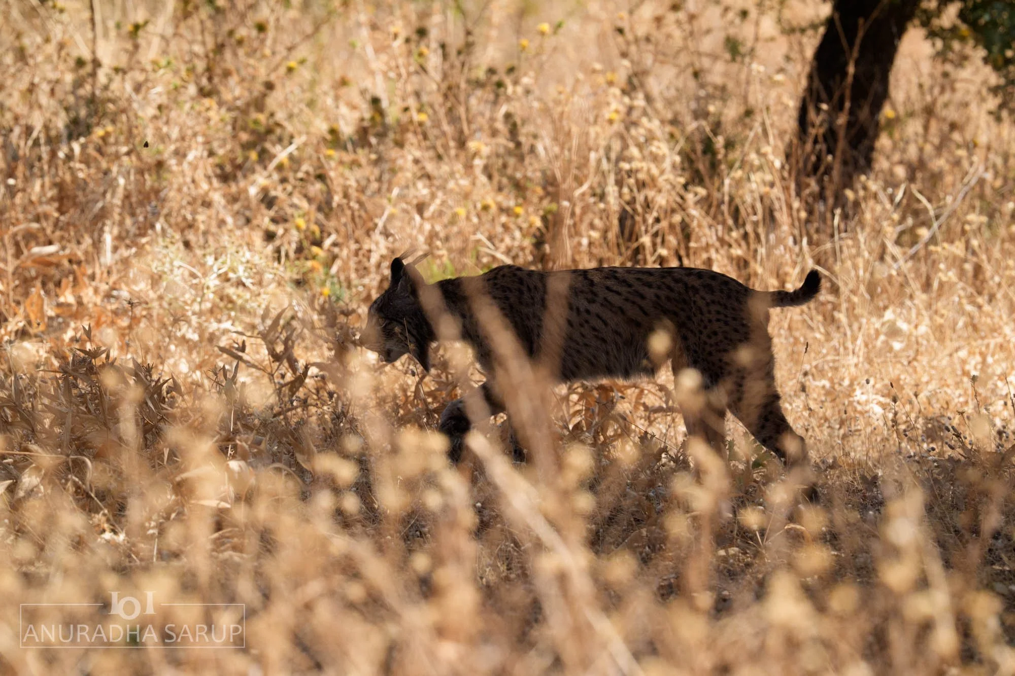 Iberian Lynx