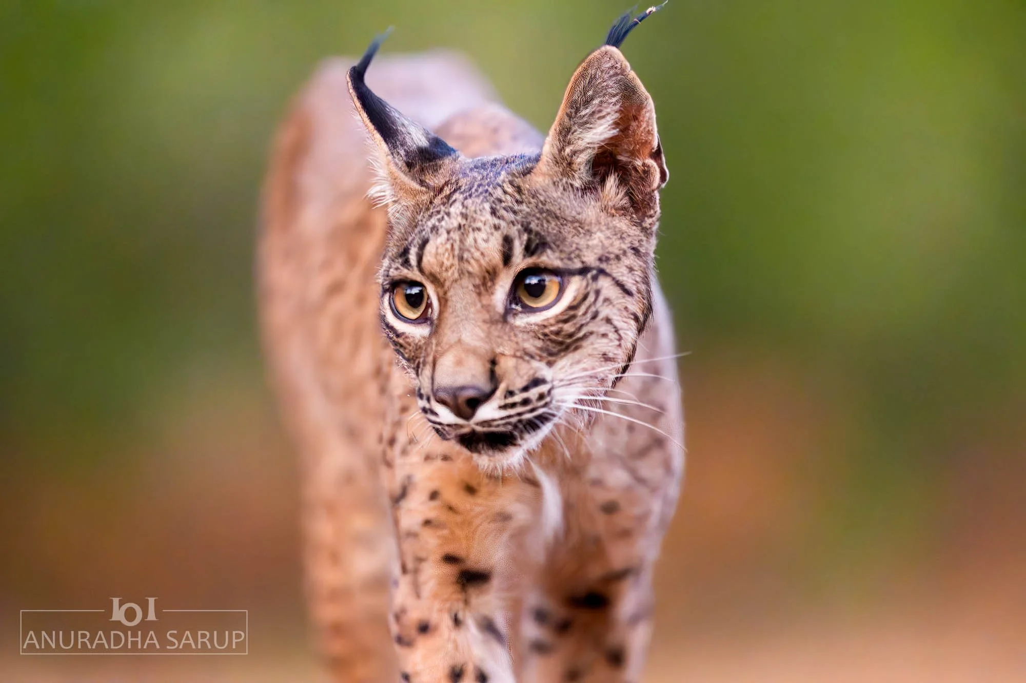 Iberian Lynx, Spain