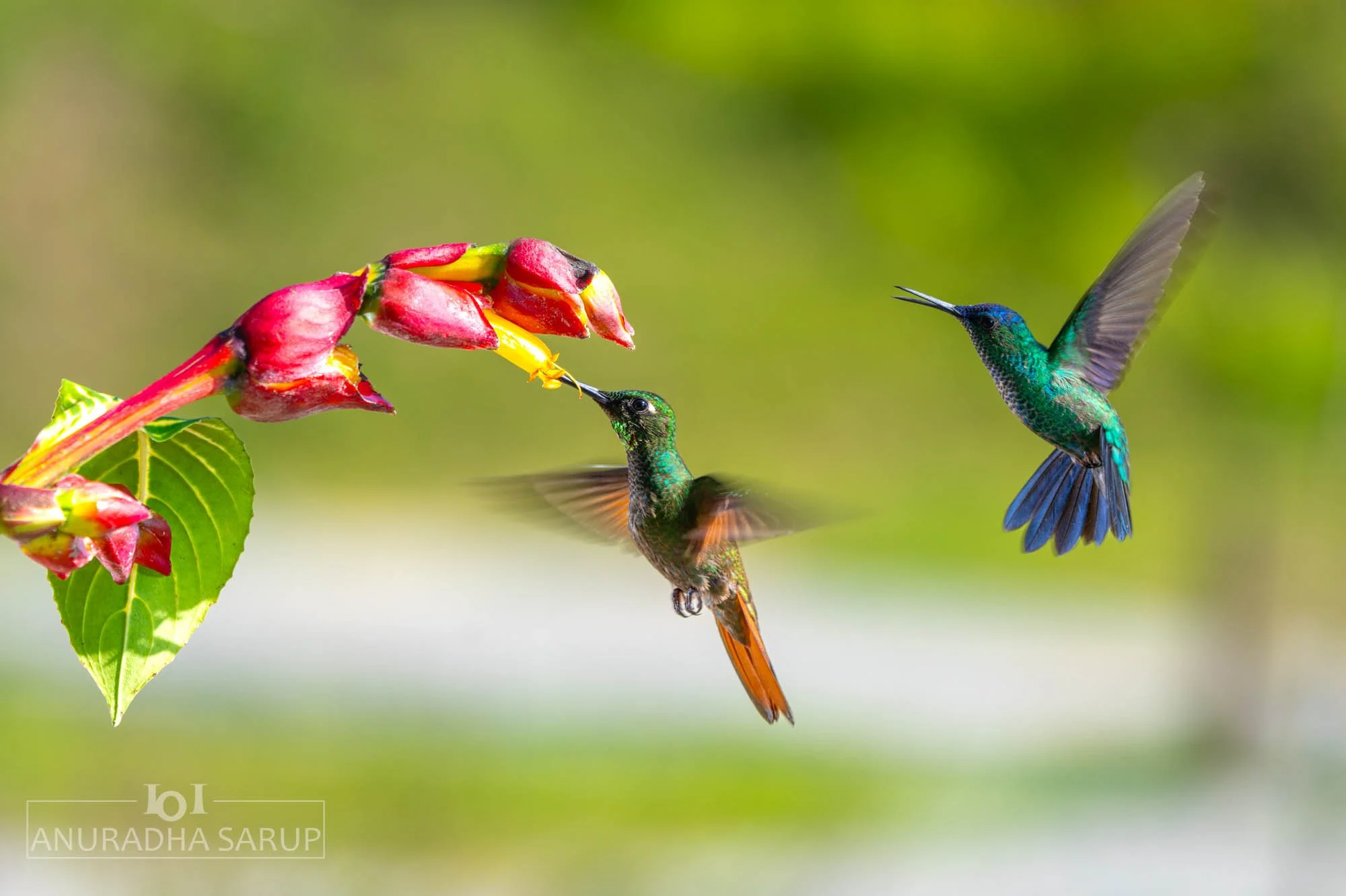 Brazilian Ruby & Violet-capped woodnymph