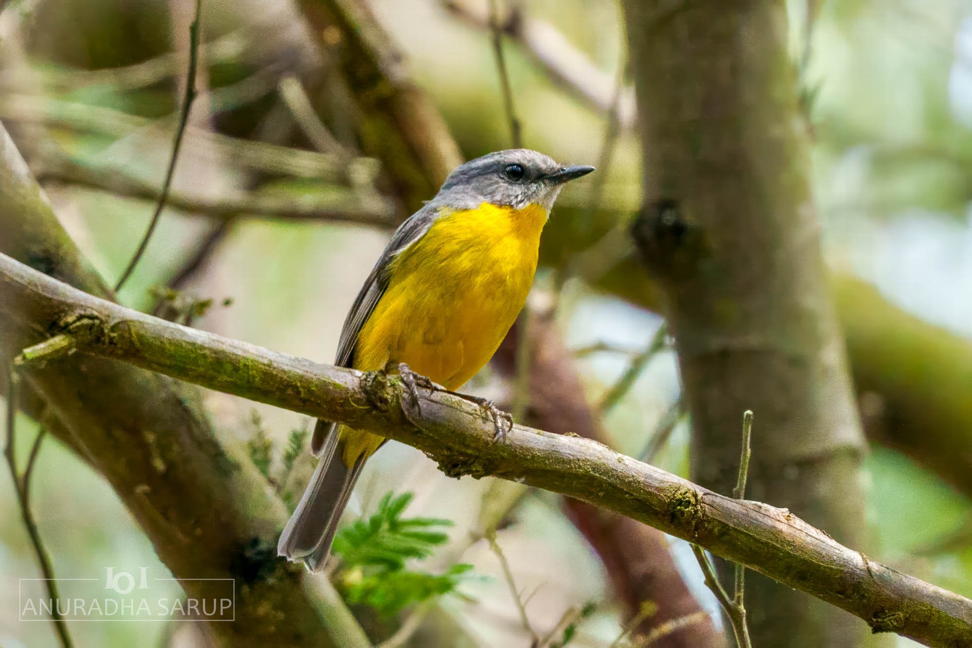 Eastern yellow robin