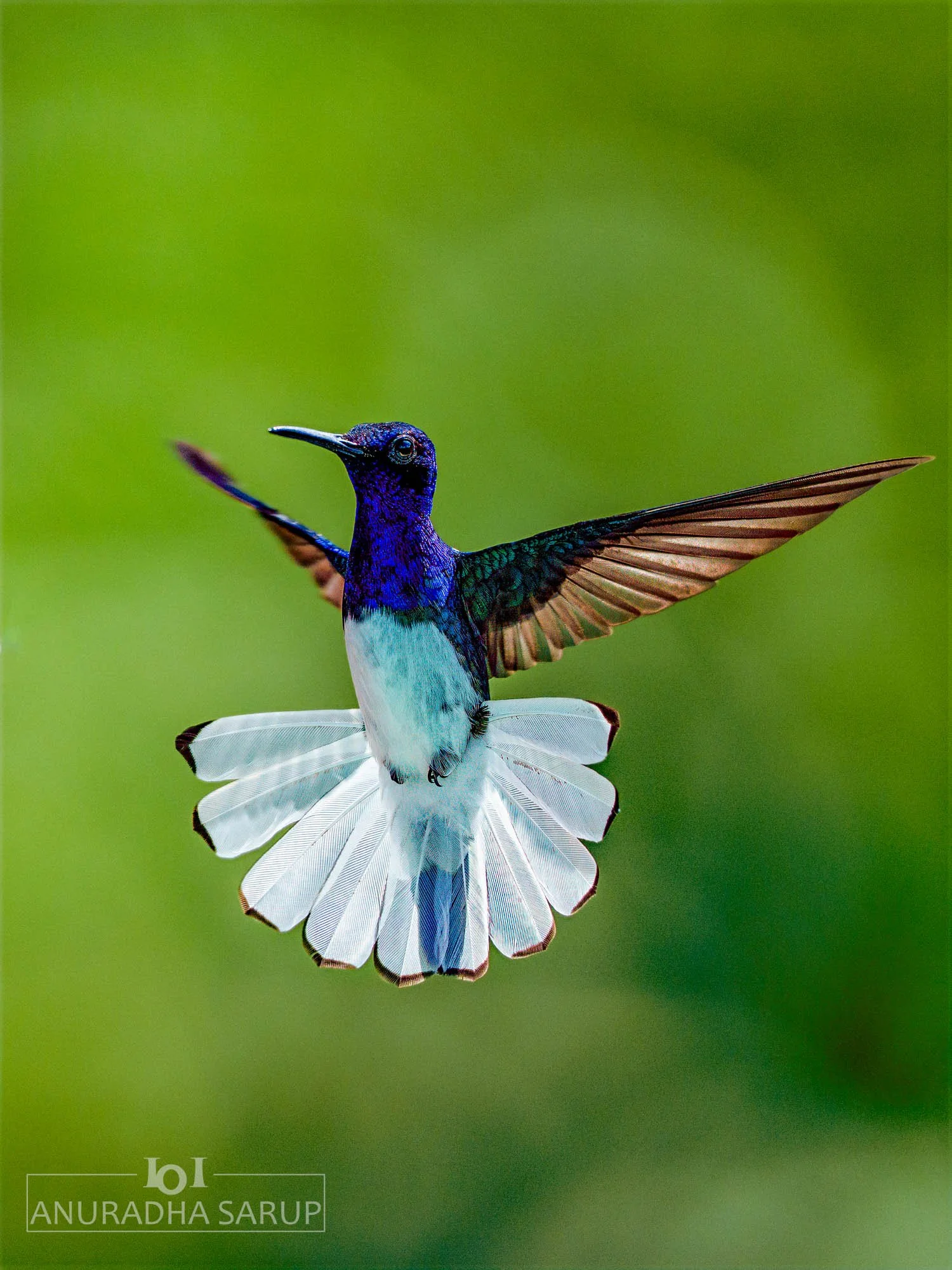 White-necked jacobin