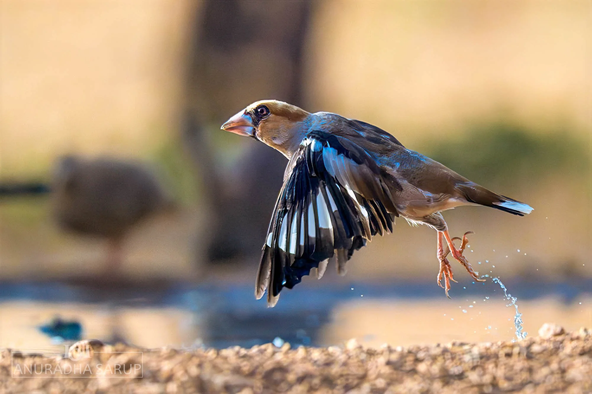 Hawfinch