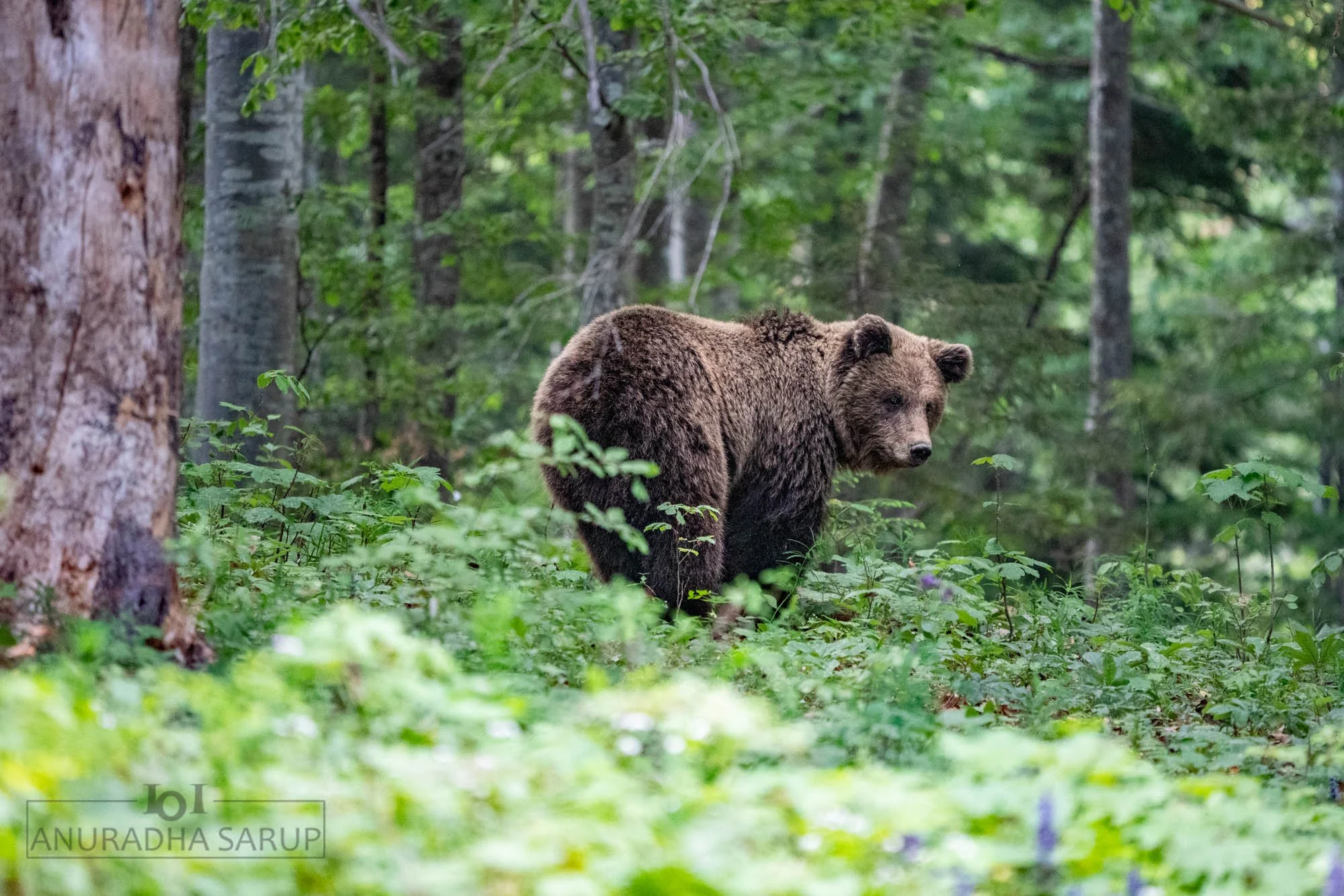 20220521-Slovenia Bears-496.jpg