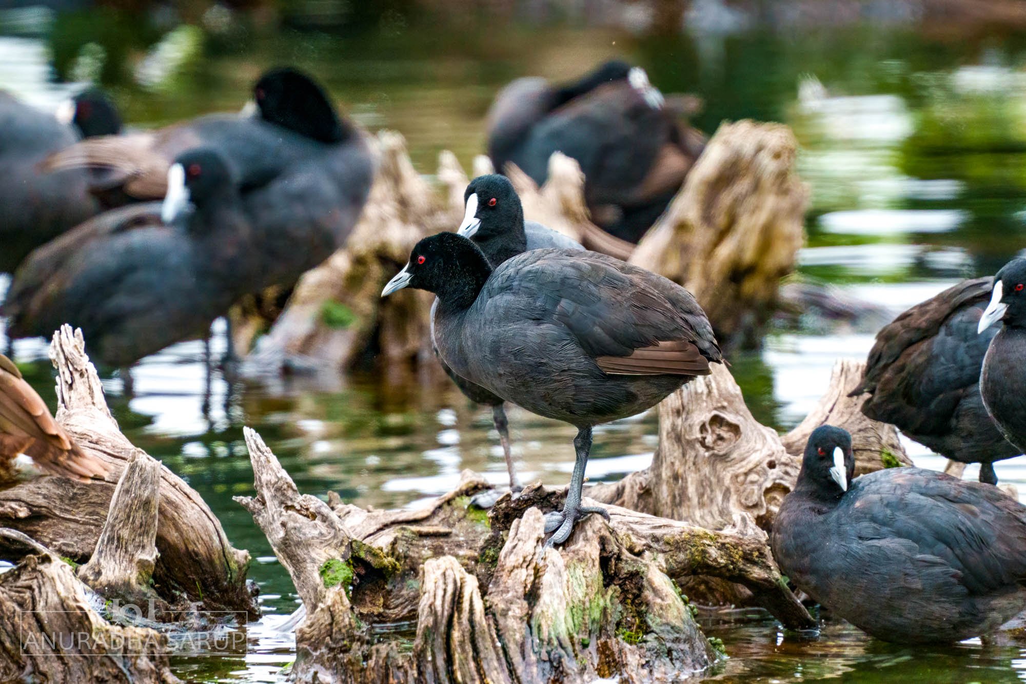 Common coot