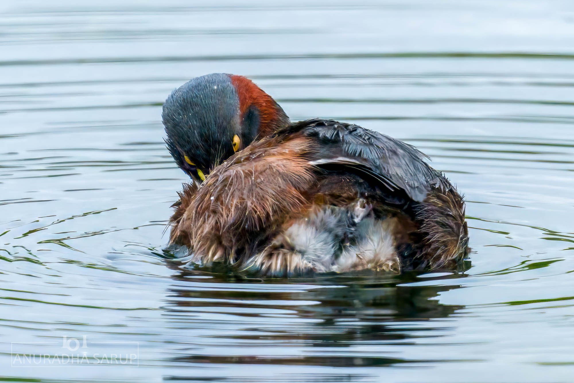 Australasian Grebe