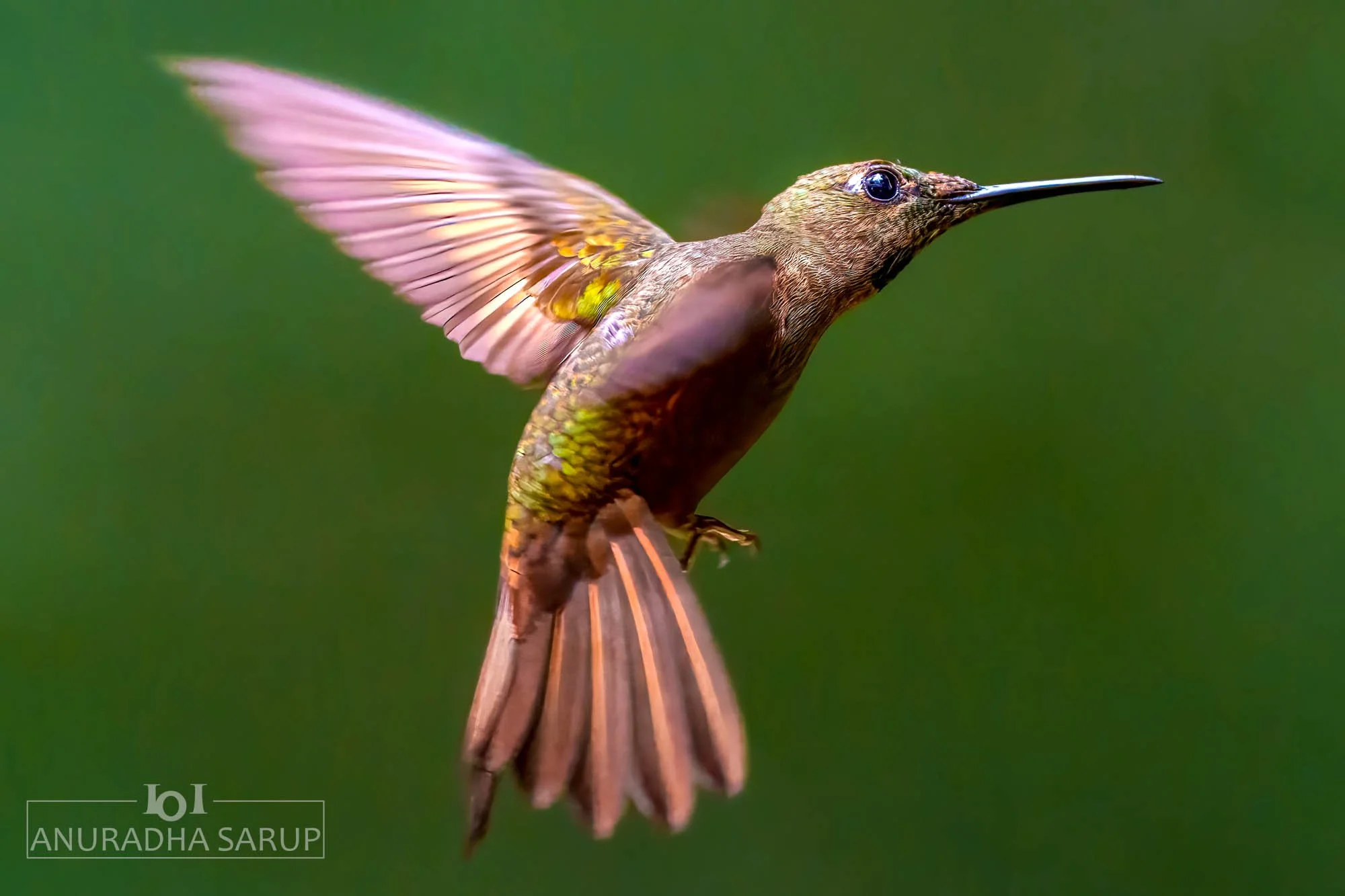 Fawn-breasted brilliant
