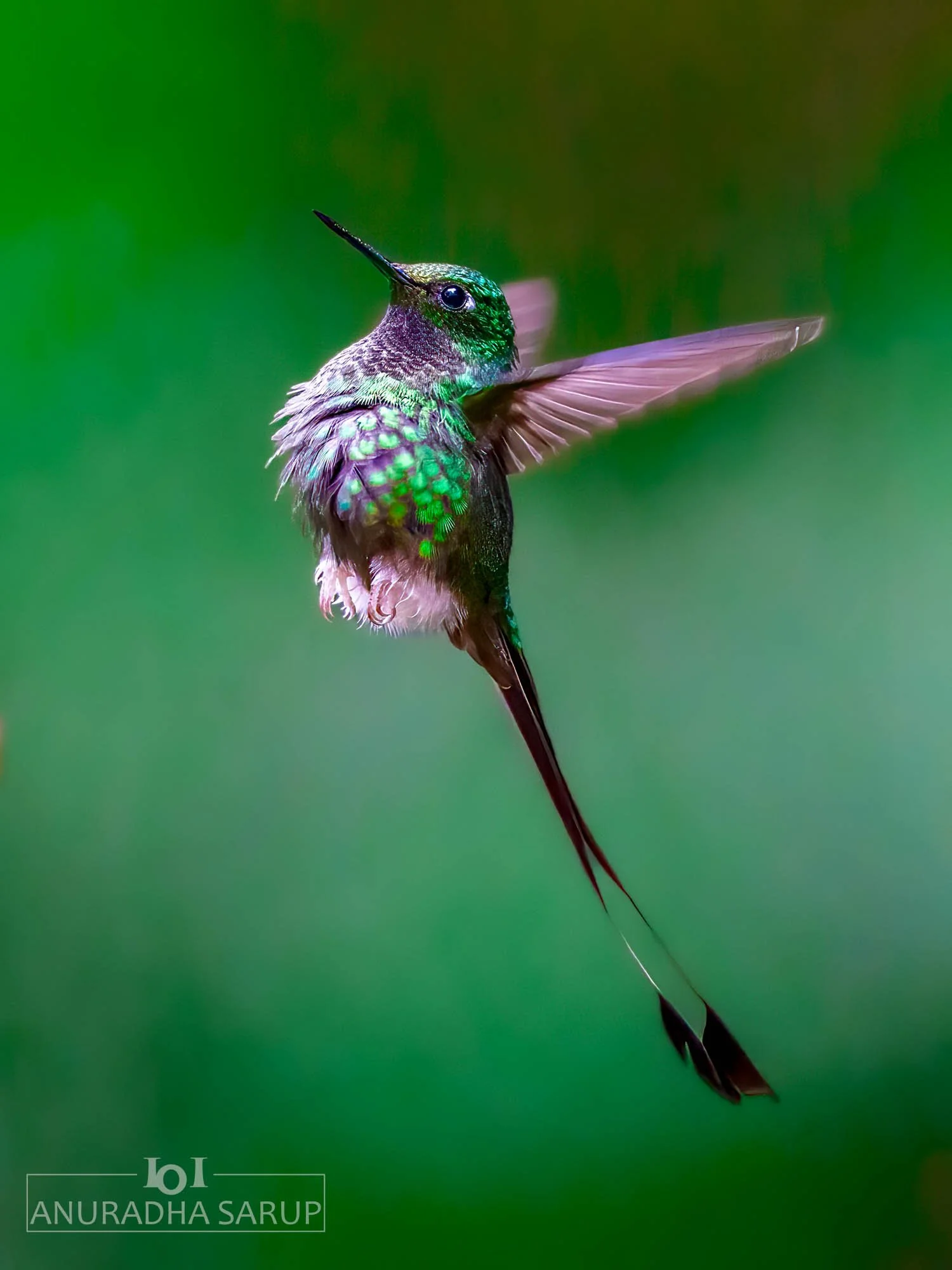 White-booted racket-tail