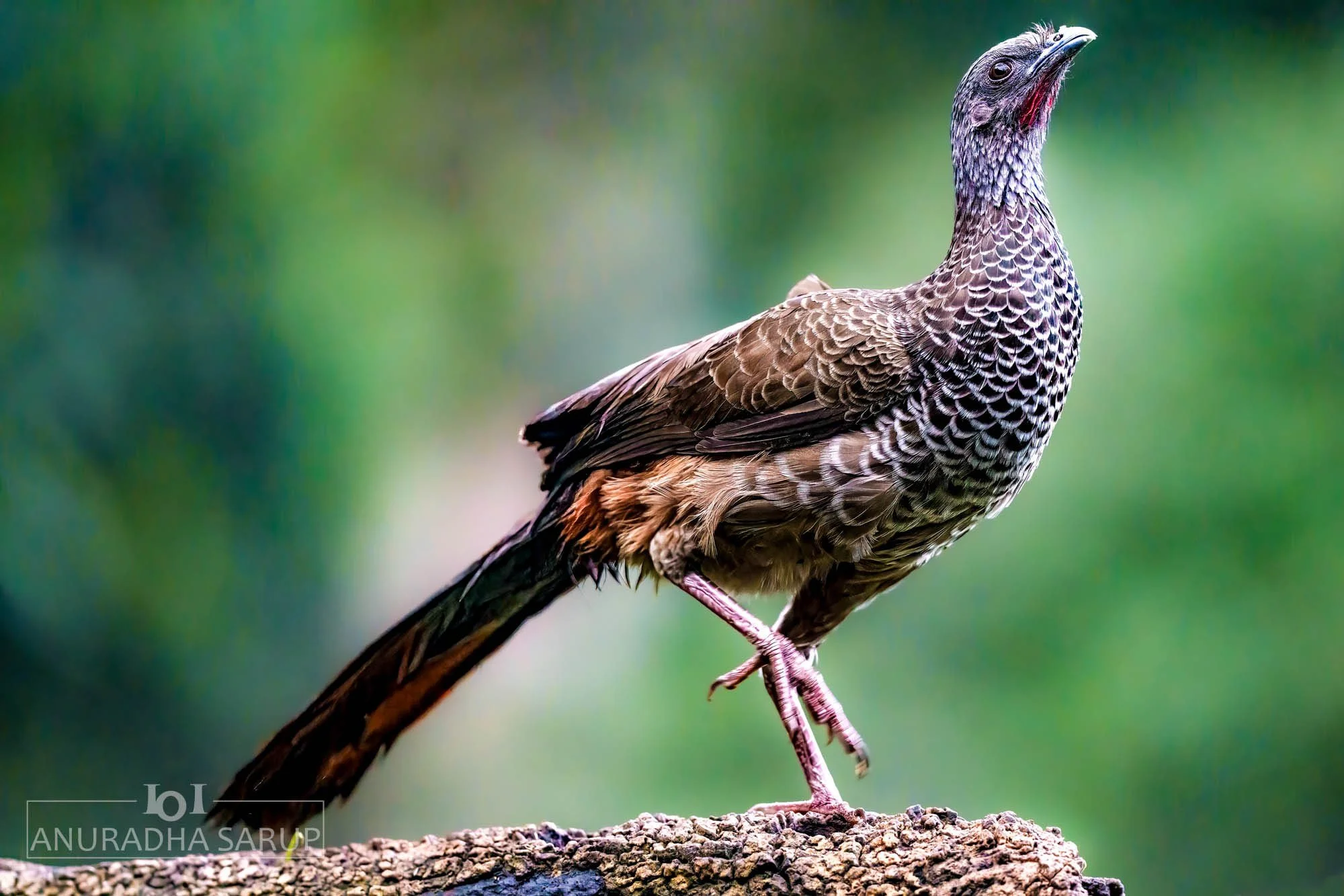Colombian Chachalaca