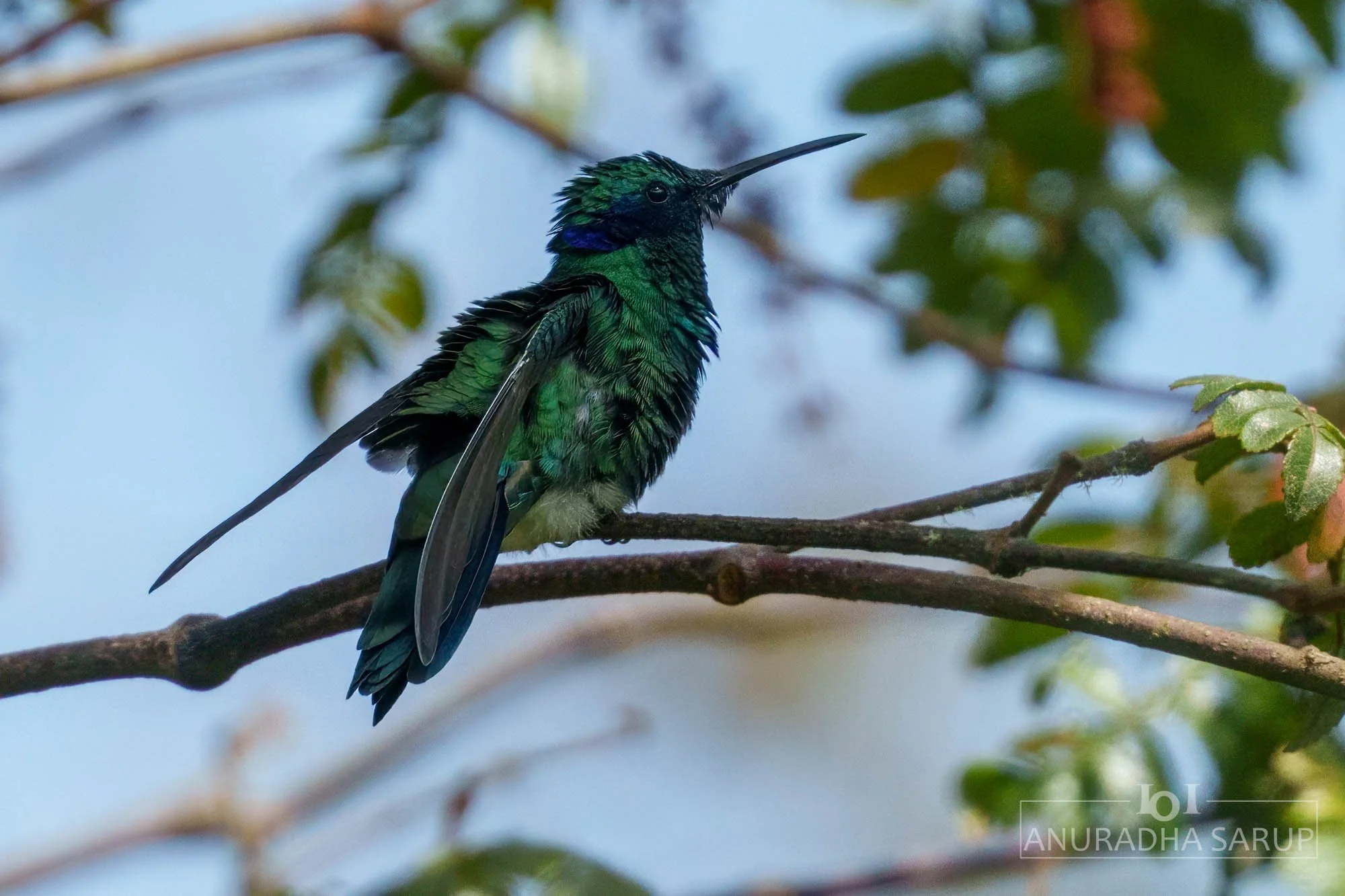 Sparkling violetear