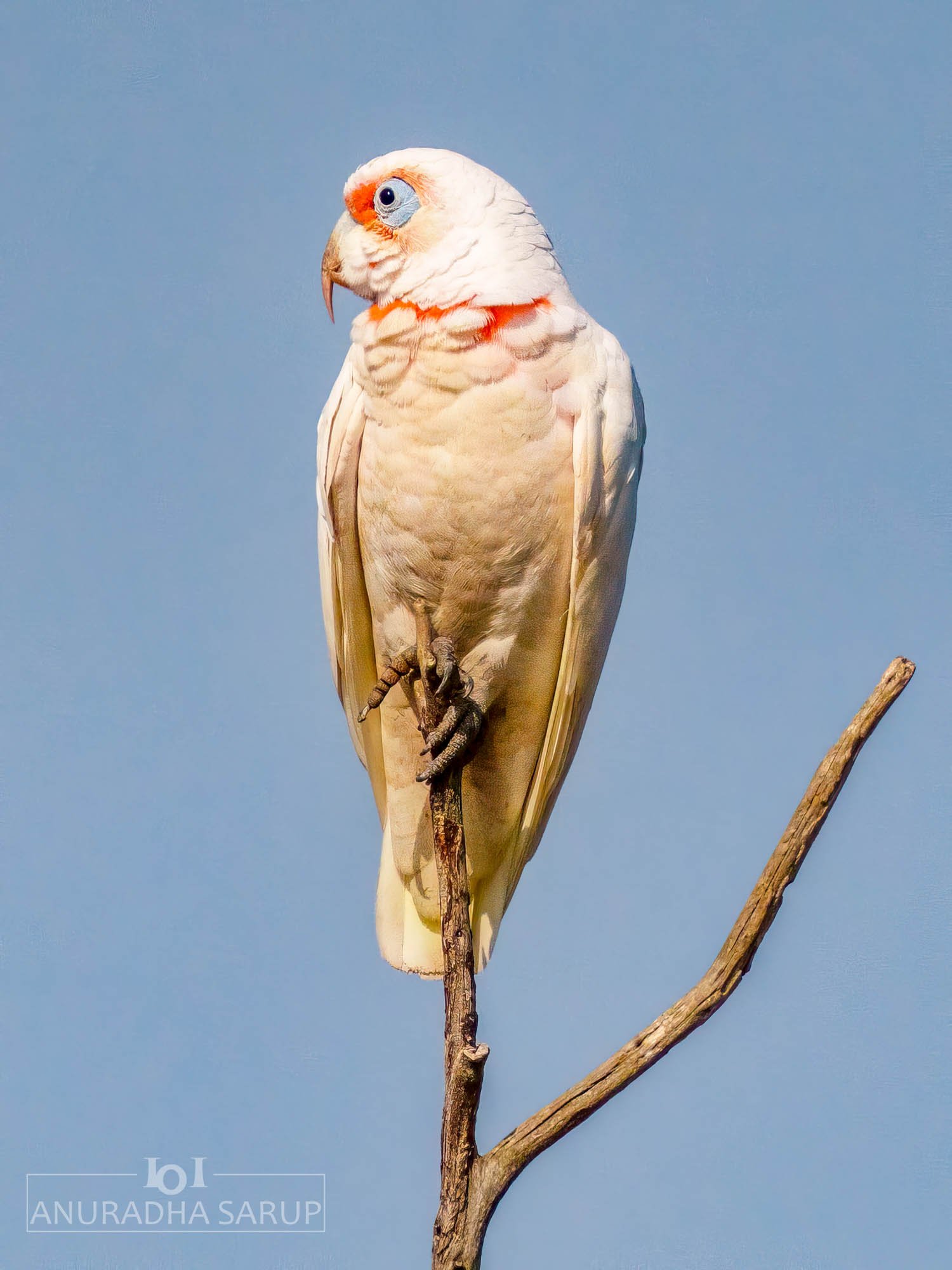 Western corella