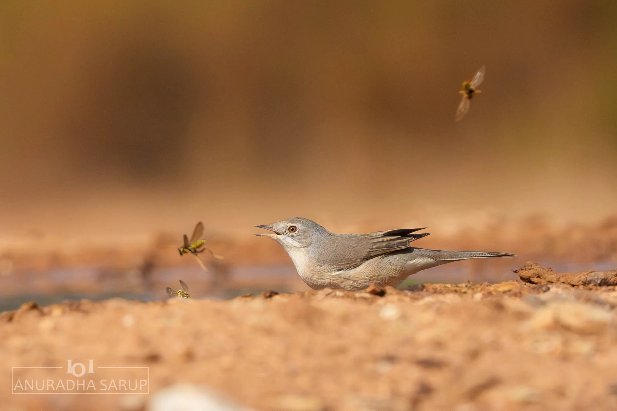 Western Subalpine Warbler