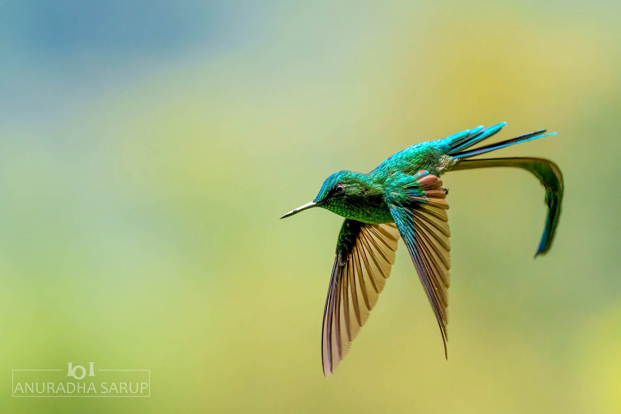 Long-tailed sylph