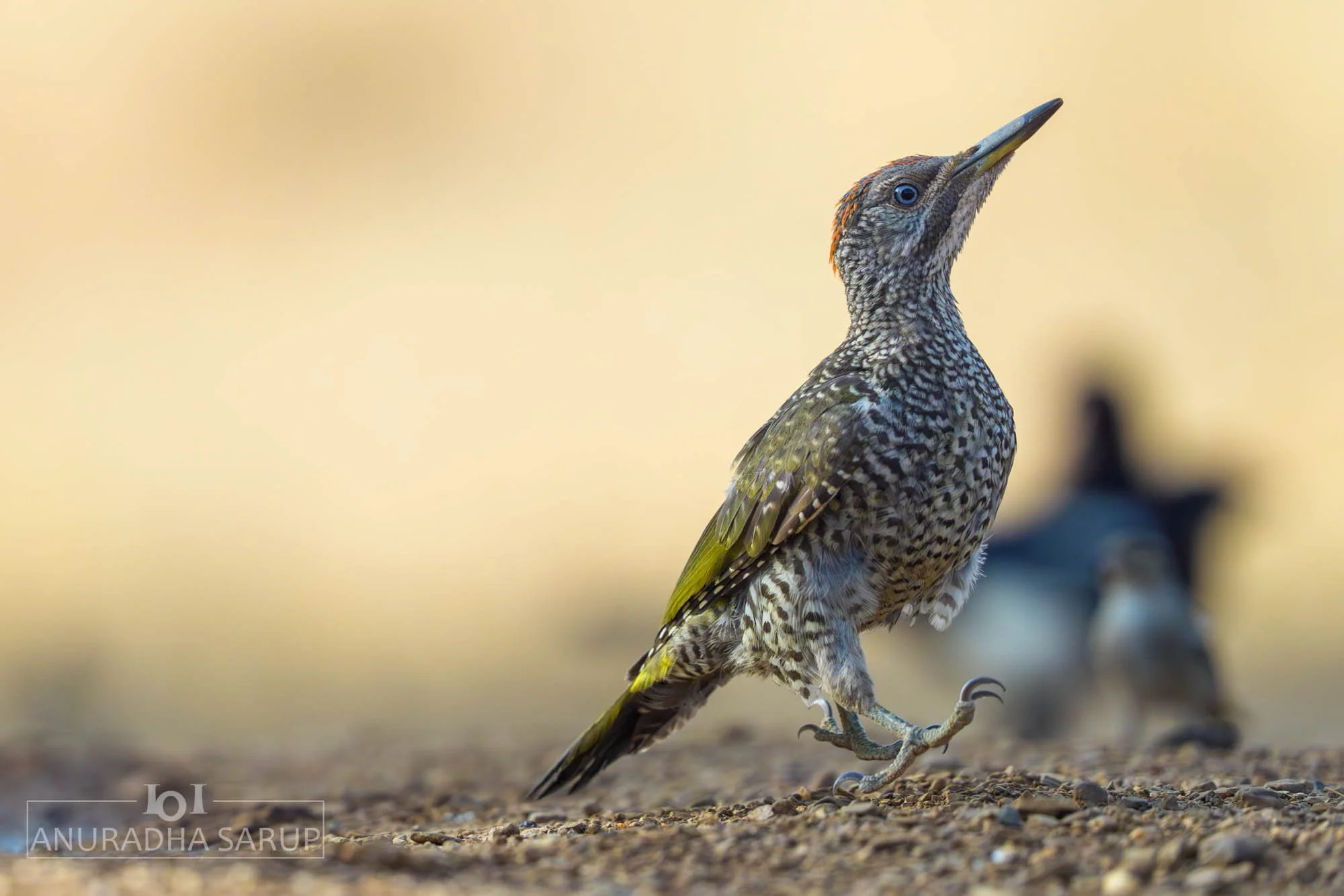 Iberian Green Woodpecker
