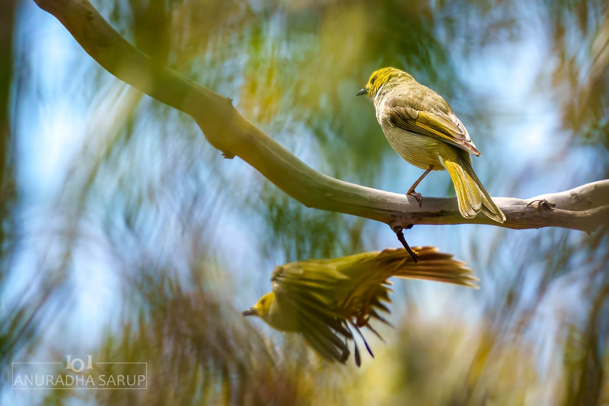 White-plumed honeyeaters