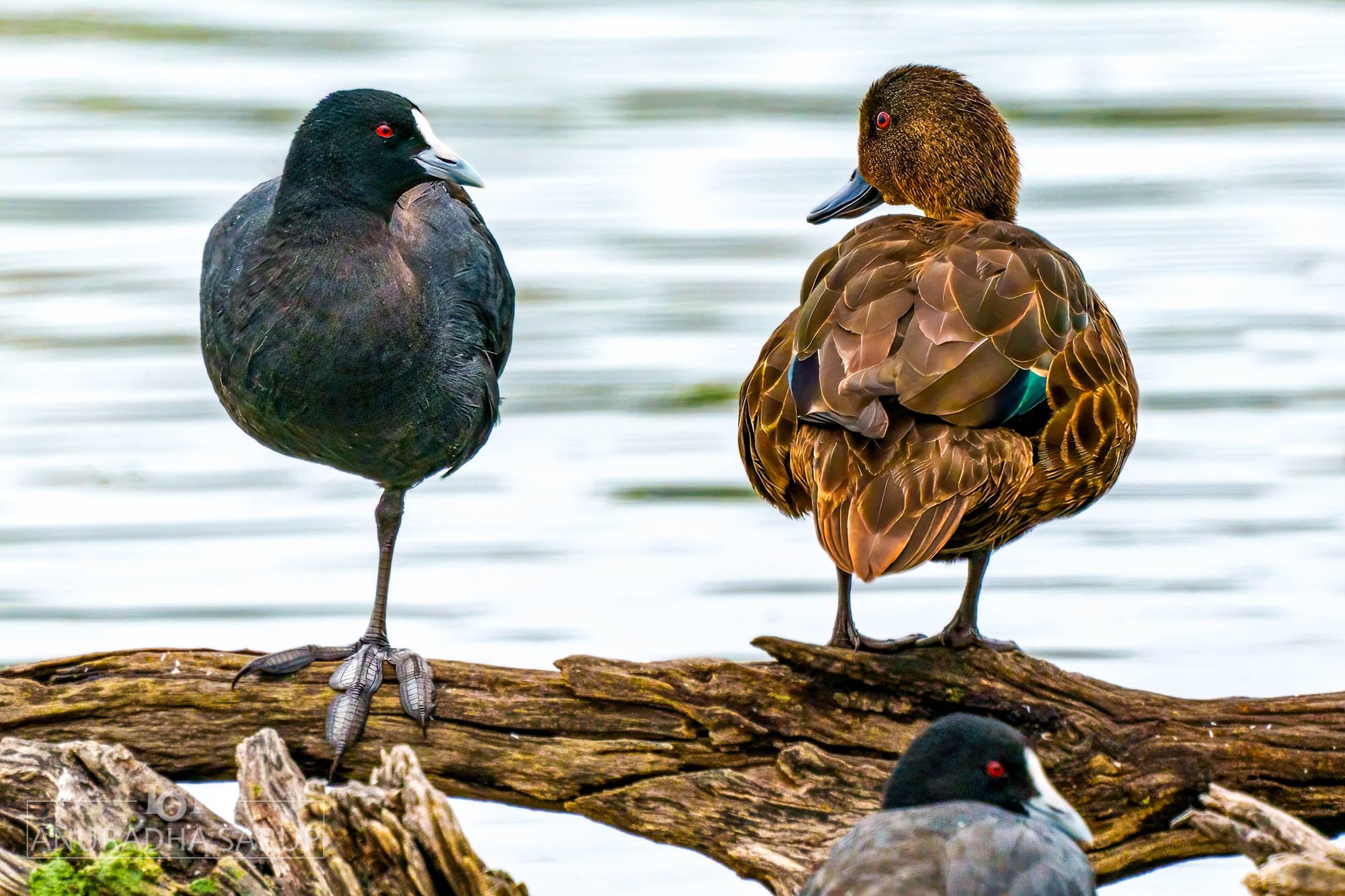 Common coot (l) and Chestnut Teal(r)