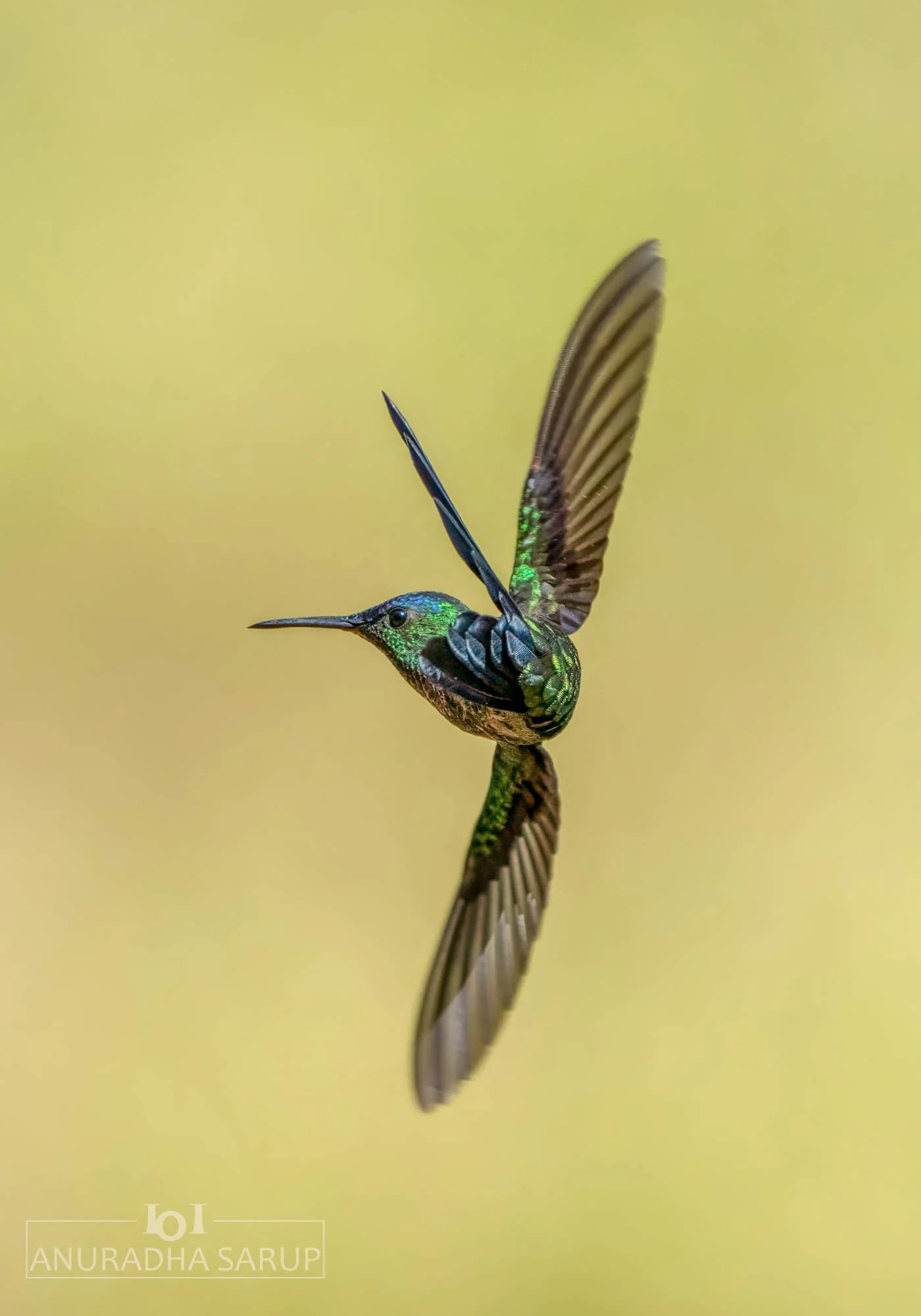 Violet-capped woodnymph