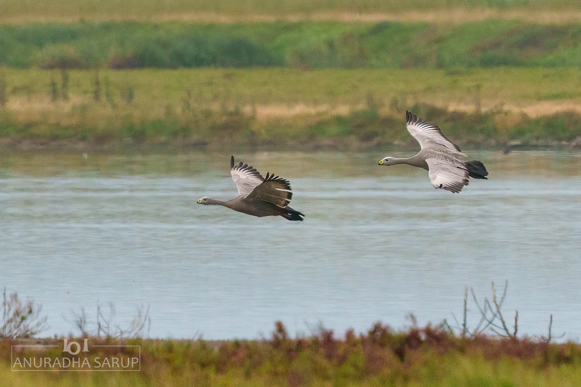 Cape Barren geese
