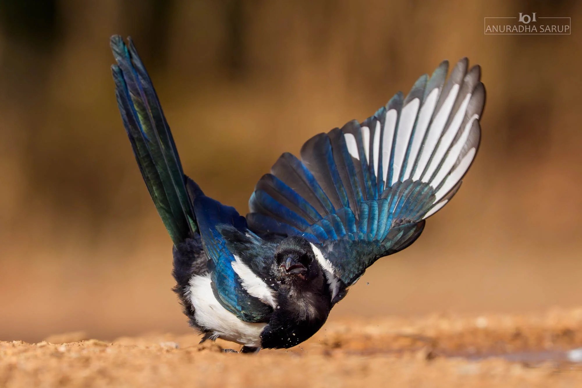 Eurasian magpie