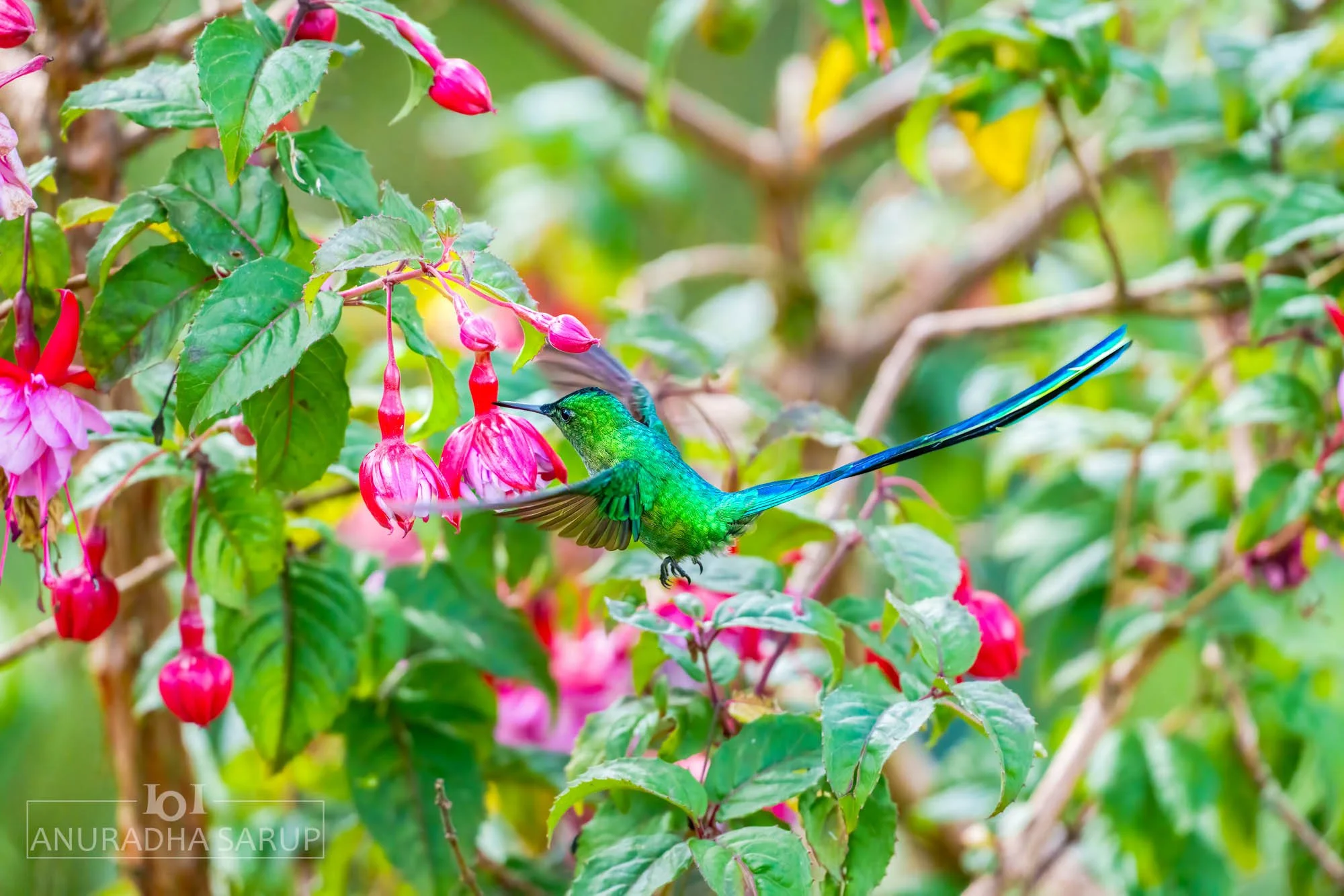 Long-tailed sylph